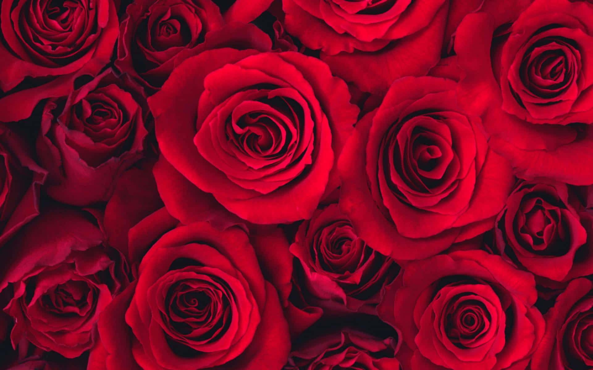 Abstract Rose 桌布 壁紙 — 鮮豔紅玫瑰的密集特寫，深色陰影突顯其天鵝絨般的花瓣和複雜的螺旋。