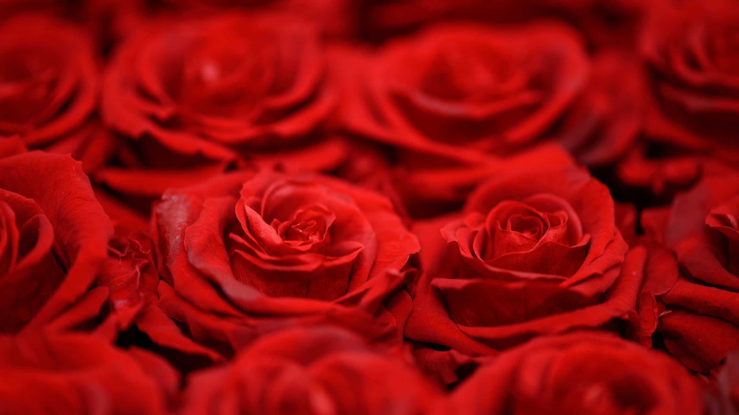 Roses 桌布 壁紙 — 鮮豔紅玫瑰的特寫，柔和光線和淺景深凸顯其天鵝絨般的花瓣。