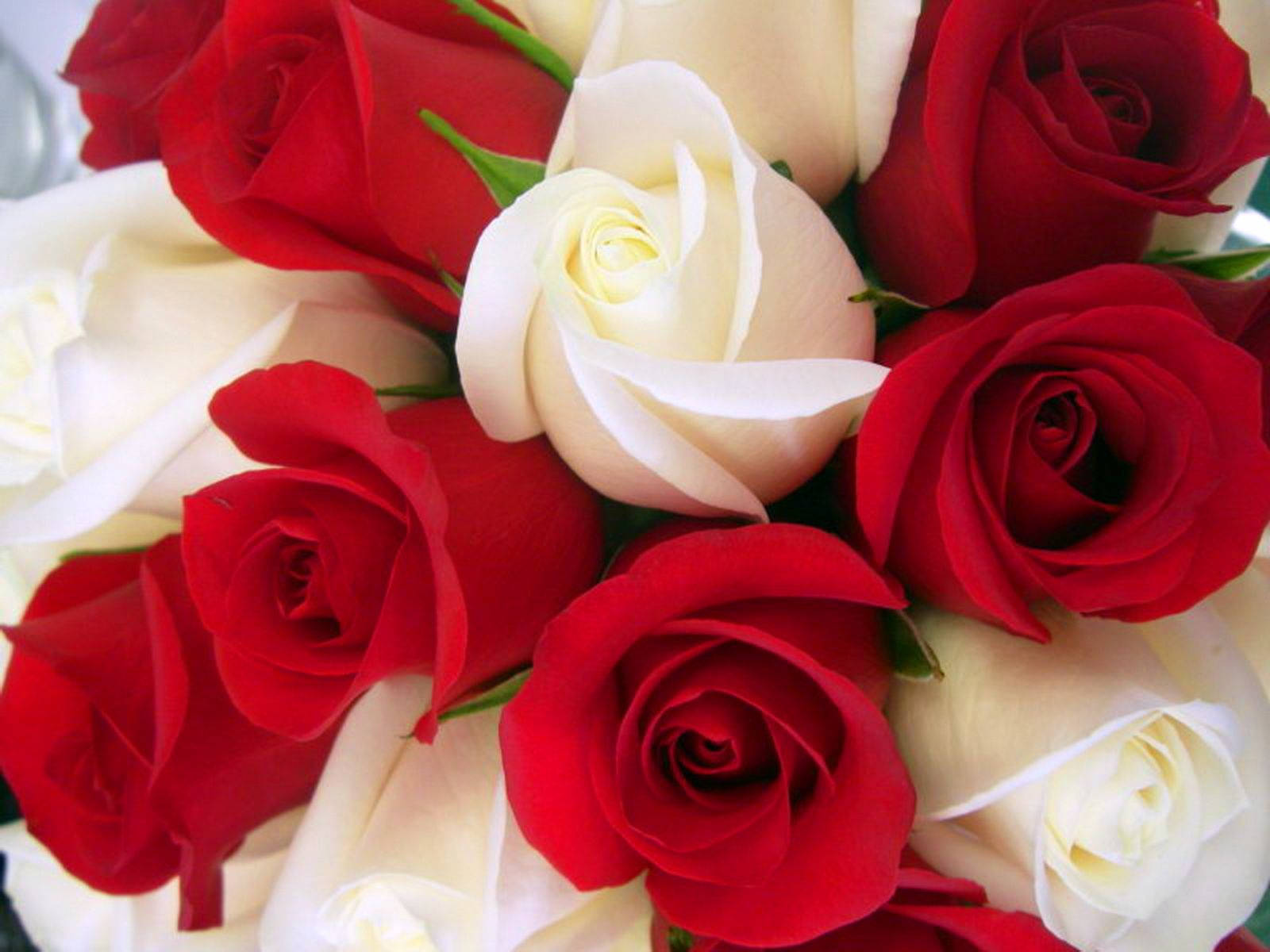 Roses 桌布 壁紙 — 鮮豔紅玫瑰與奶油白玫瑰的茂密特寫，帶有精緻的綠色莖幹和柔和陰影。
