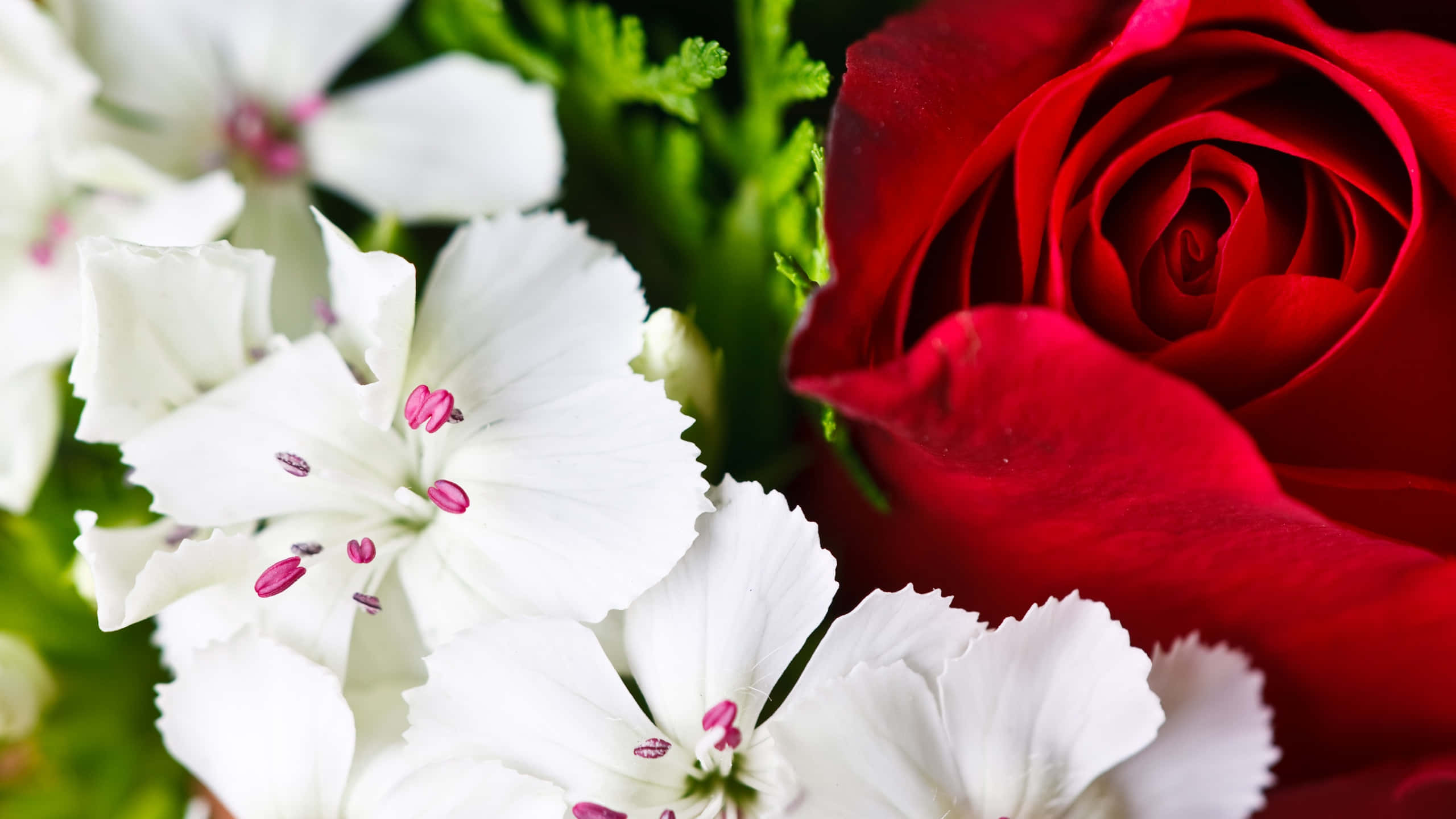 Flowers 桌布 壁紙 — 鮮豔紅玫瑰與帶有粉紅色雄蕊的細緻白花特寫，背景是茂密的綠葉。