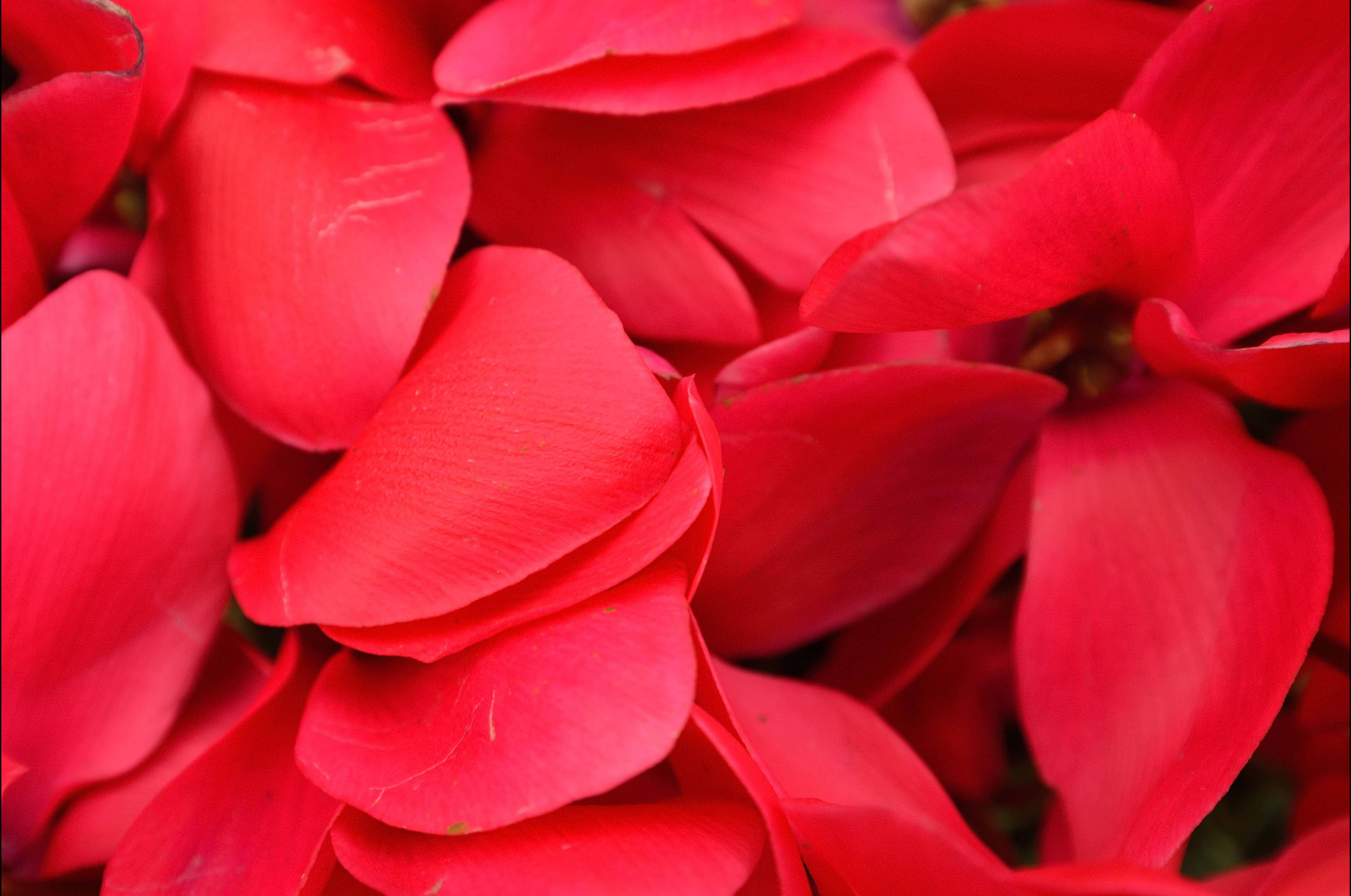 Cyclamen 桌布 壁紙 — 鮮豔紅色花瓣特寫，帶有柔和漸變和細膩脈絡。