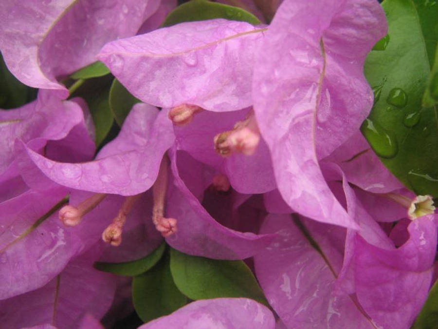 Droplets 桌布 壁紙 — 鮮豔紫色九重葛花的特寫，露珠在其精緻的花瓣和綠葉上閃閃發光。