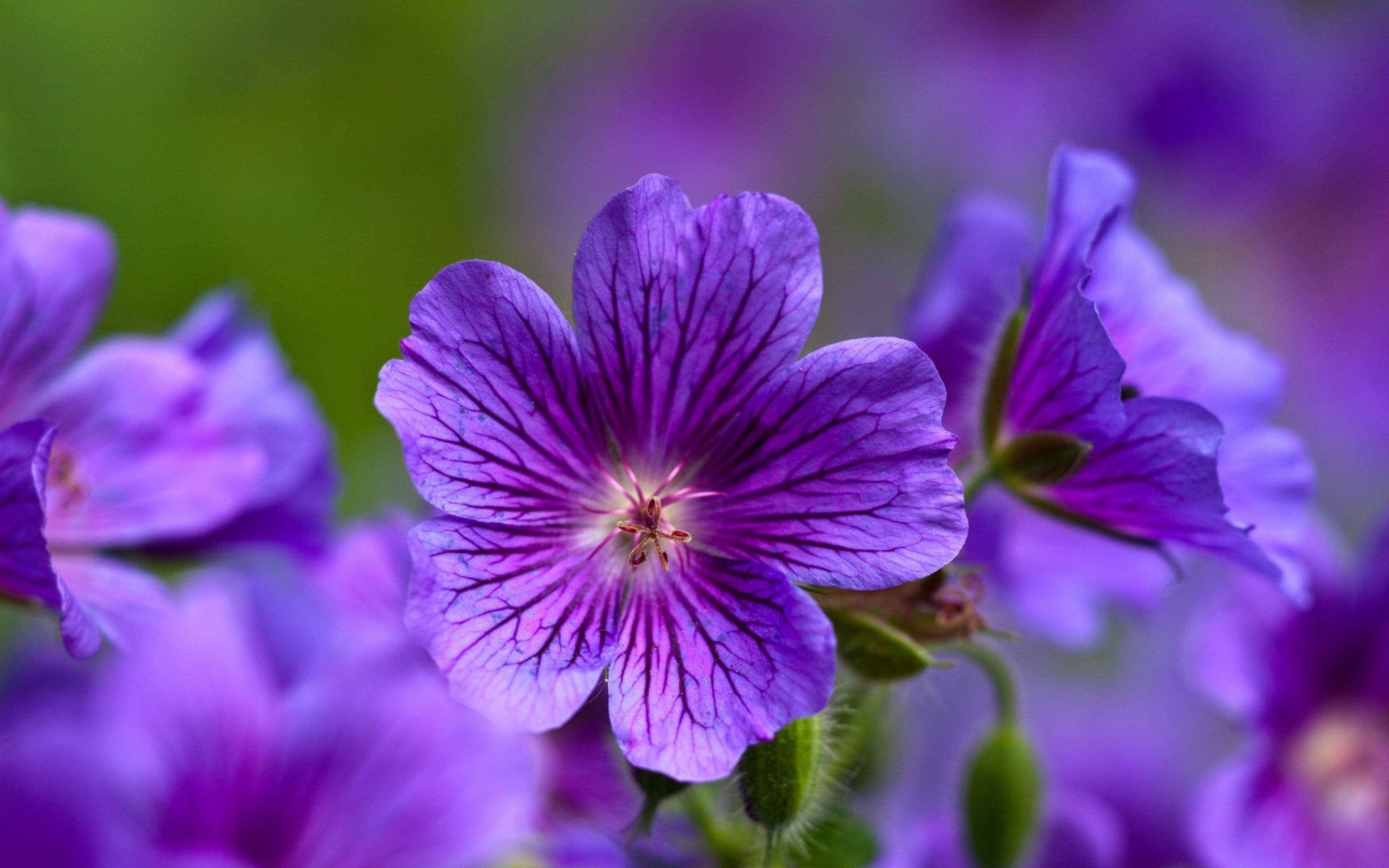 Purple Flower 桌布 壁紙 — 鮮豔紫色天竺葵花的特寫，帶有精緻的深色葉脈和類似花朵的柔和模糊背景。