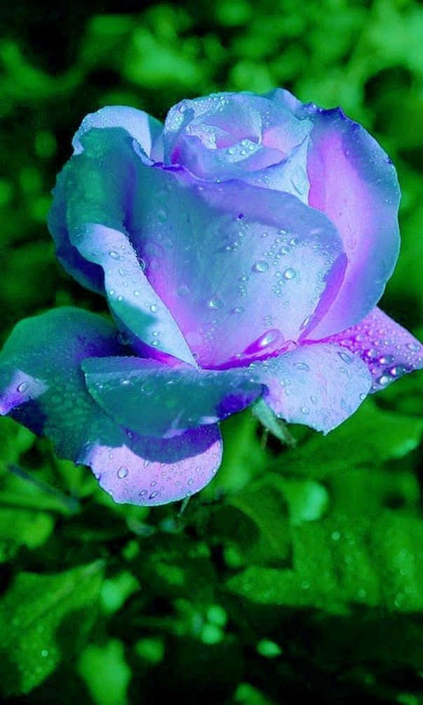 Rose Flower 桌布 壁紙 — 鮮豔紫色玫瑰的特寫，花瓣上閃爍著露珠，背景是茂密的綠色模糊背景。