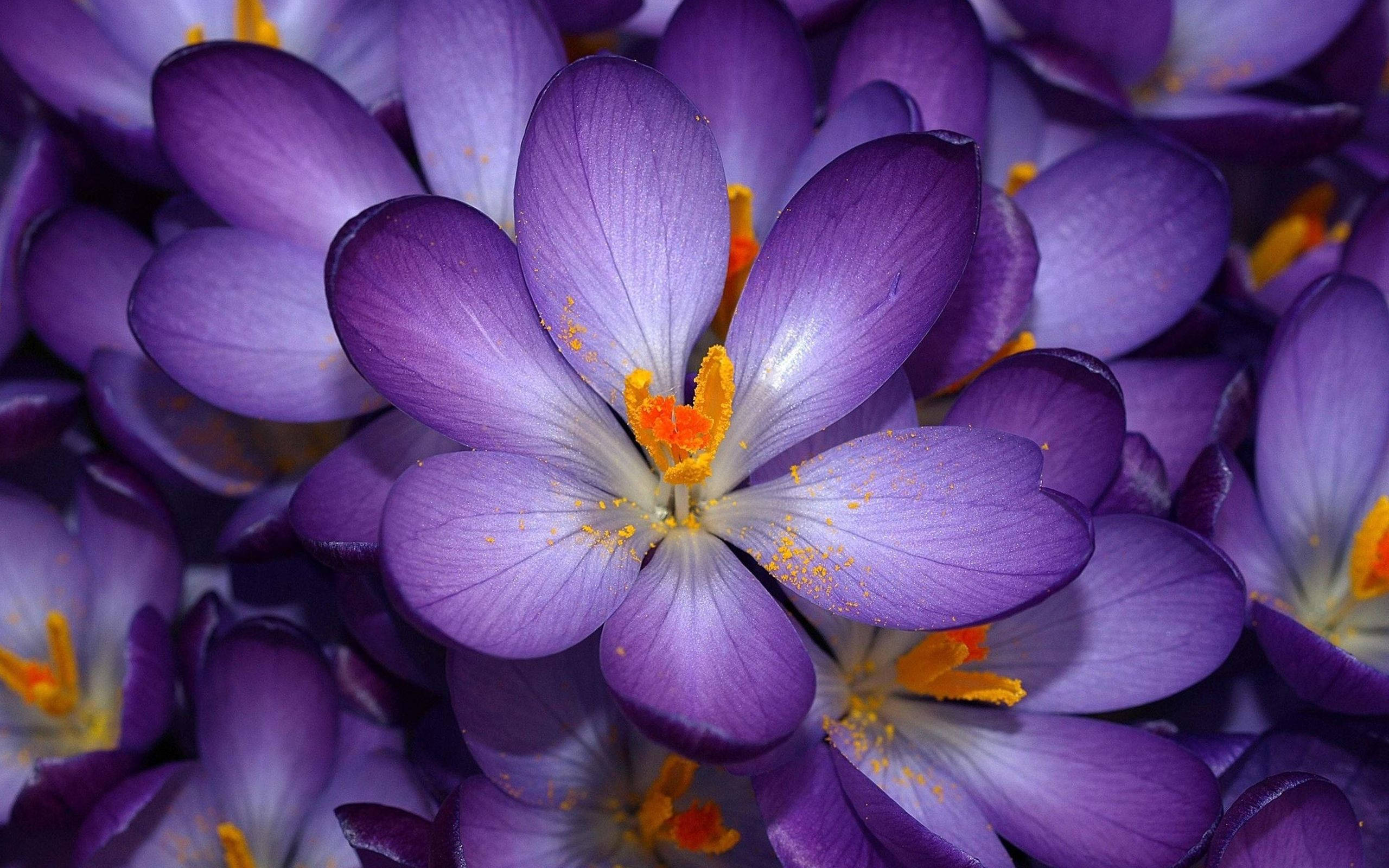Saffron 桌布 壁紙 — 鮮豔紫色番紅花花朵的特寫，帶有明亮的黃橙色雄蕊，密集盛開。