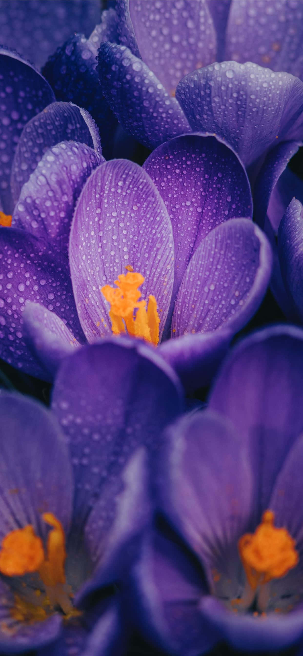 Flowers 桌布 壁紙 — 鮮豔紫色番紅花花朵的特寫，花瓣上閃爍著露珠，並有明亮的橙色雄蕊。