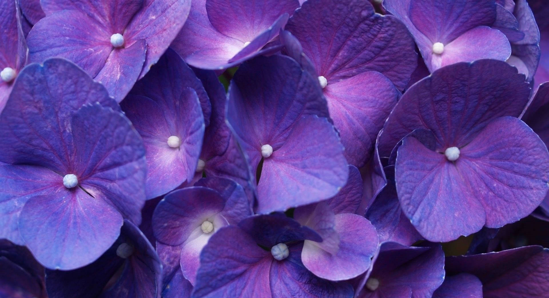 Flowers 桌布 壁紙 — 鮮豔紫色繡球花的特寫，帶有精緻的花瓣和細小的白色花心。
