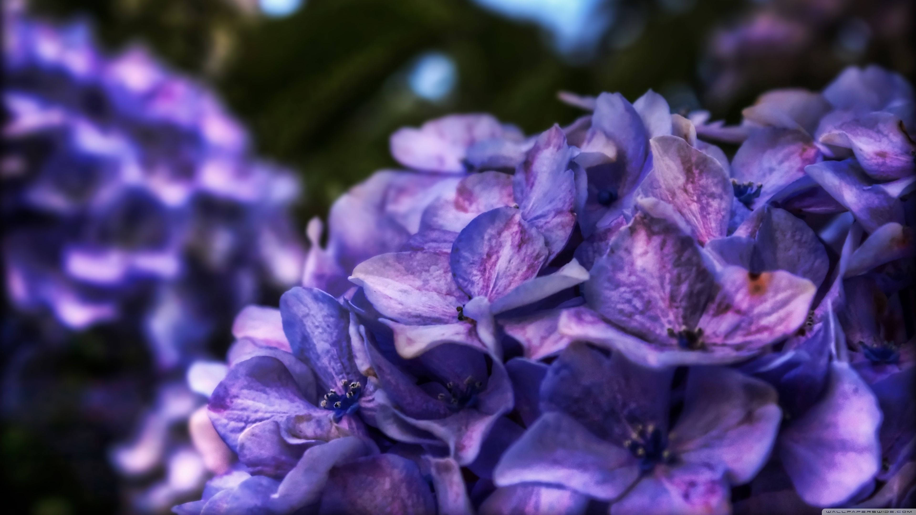 Purple Flower 桌布 壁紙 — 鮮豔紫色繡球花的特寫，背景柔和，花瓣質感細膩。
