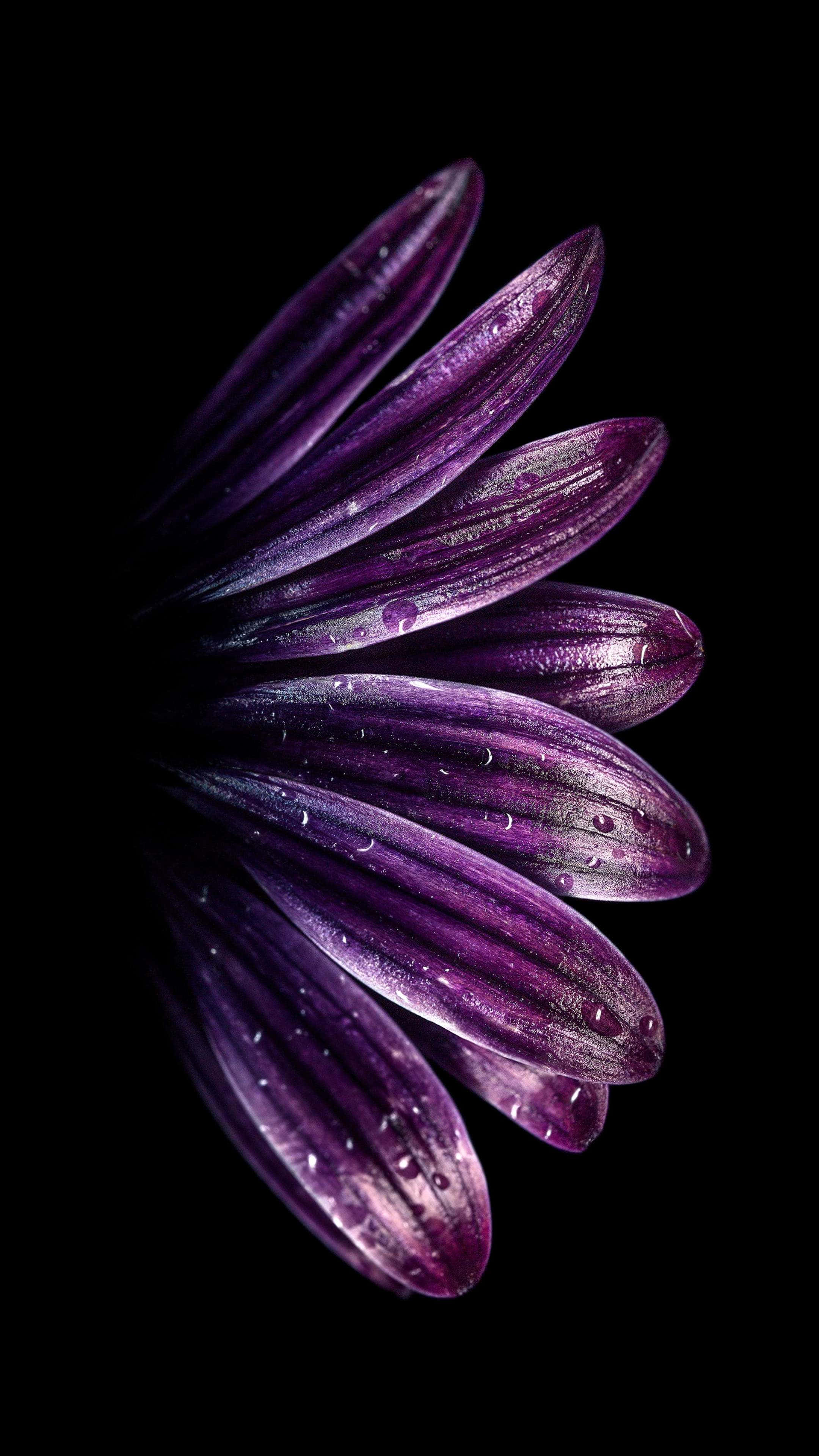 4K Super Amoled Phone 桌布 壁紙 — 鮮豔紫色花瓣的特寫，露珠在純黑背景下閃閃發光。