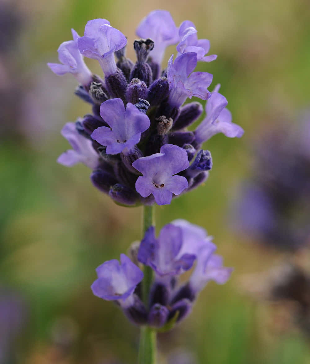 Lavender Blue 桌布 壁紙 — 鮮豔紫色薰衣草花穗的特寫，背景為柔和模糊的綠色。