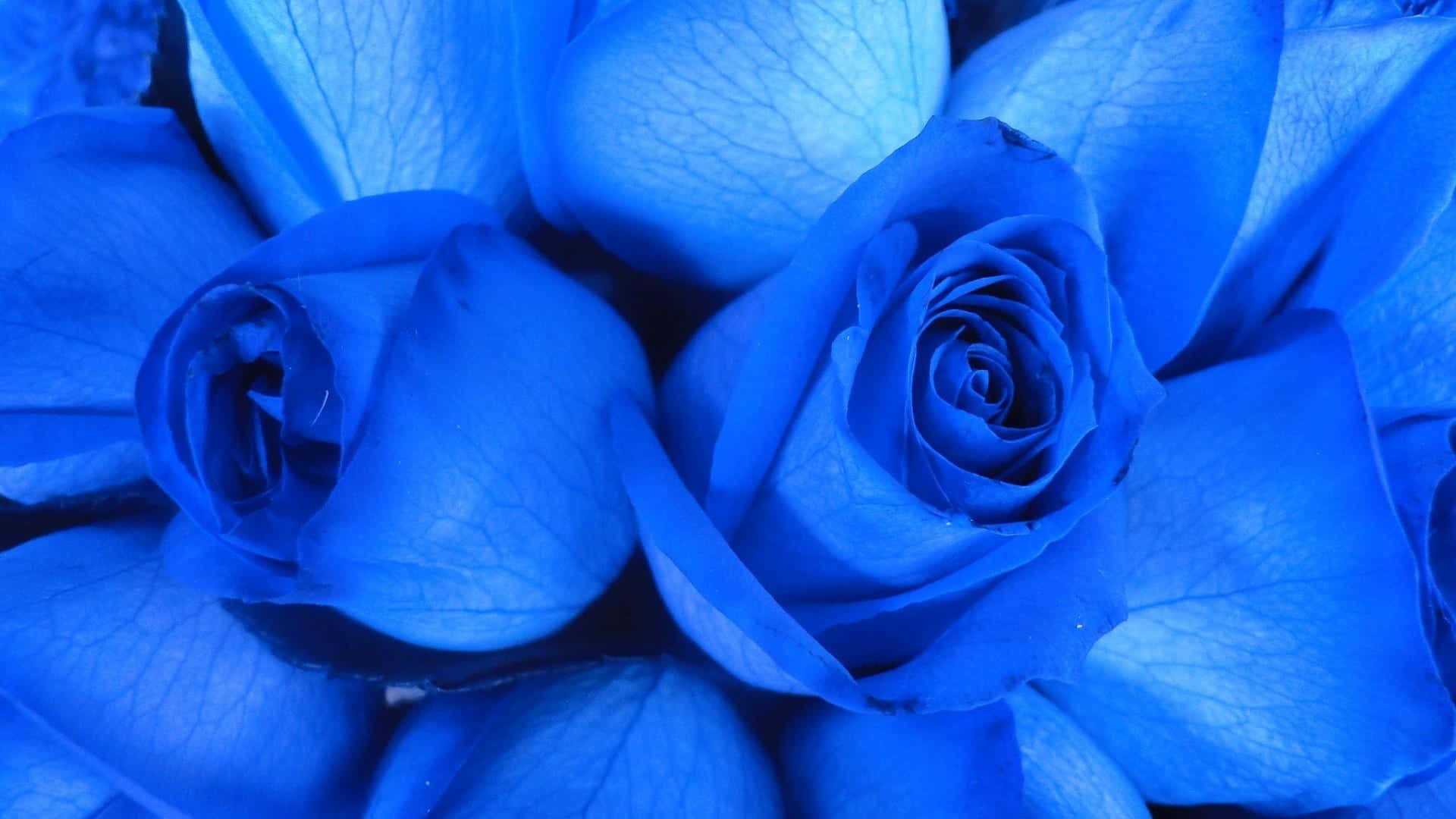 Blue Rose 桌布 壁紙 — 鮮豔藍玫瑰的特寫，帶有複雜的花瓣紋理和柔和光線。