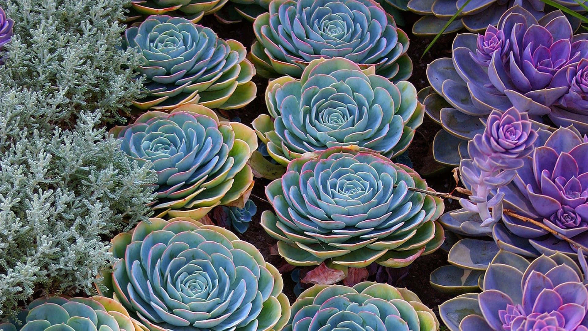 Plant 桌布 壁紙 — 鮮豔藍紫色多肉植物的特寫，帶有蓮座狀圖案和銀色葉片。