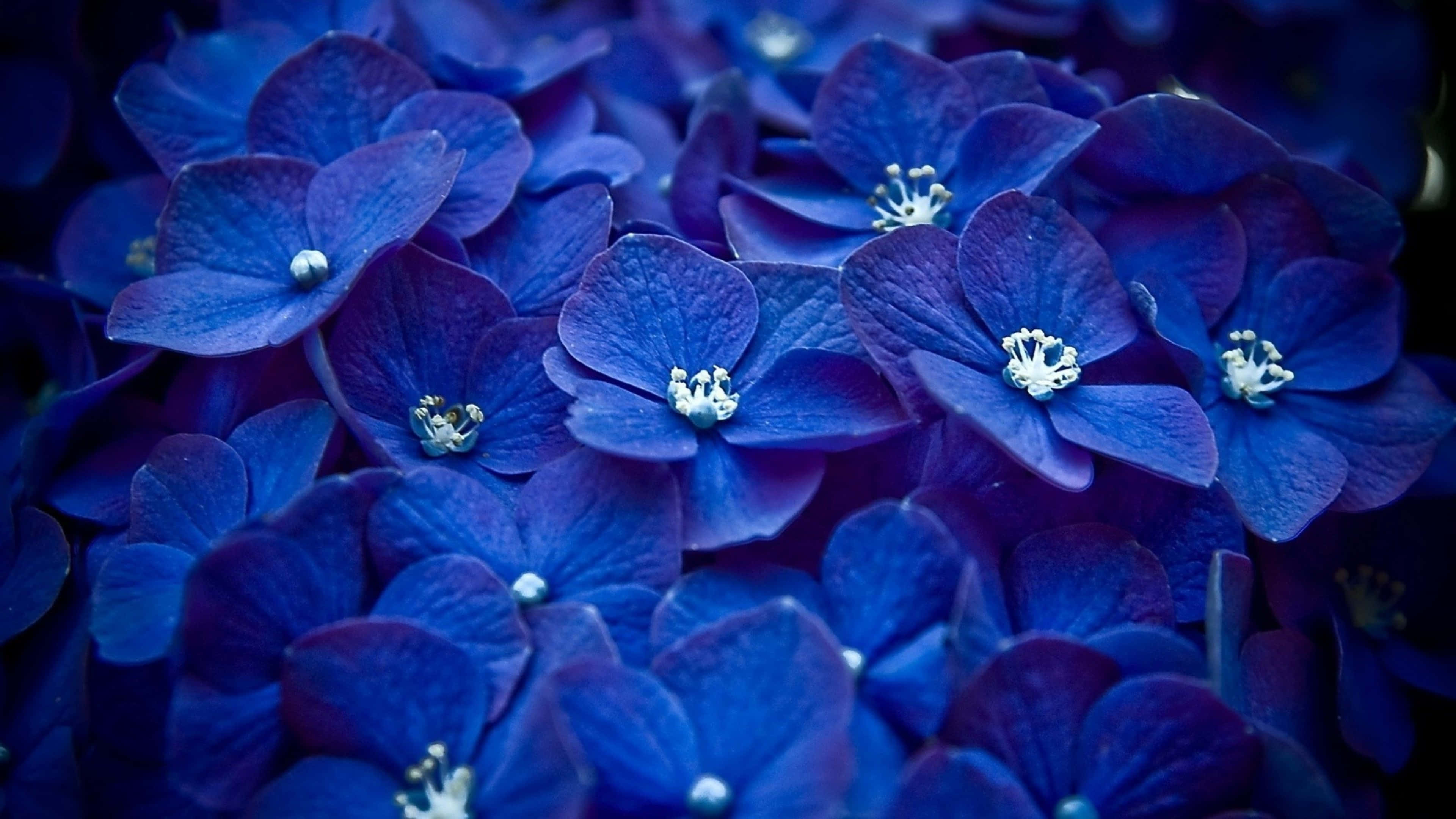 Blue Flowers Aesthetic 桌布 壁紙 — 鮮豔藍色繡球花的特寫，帶有精緻的白色中心和柔和陰影。