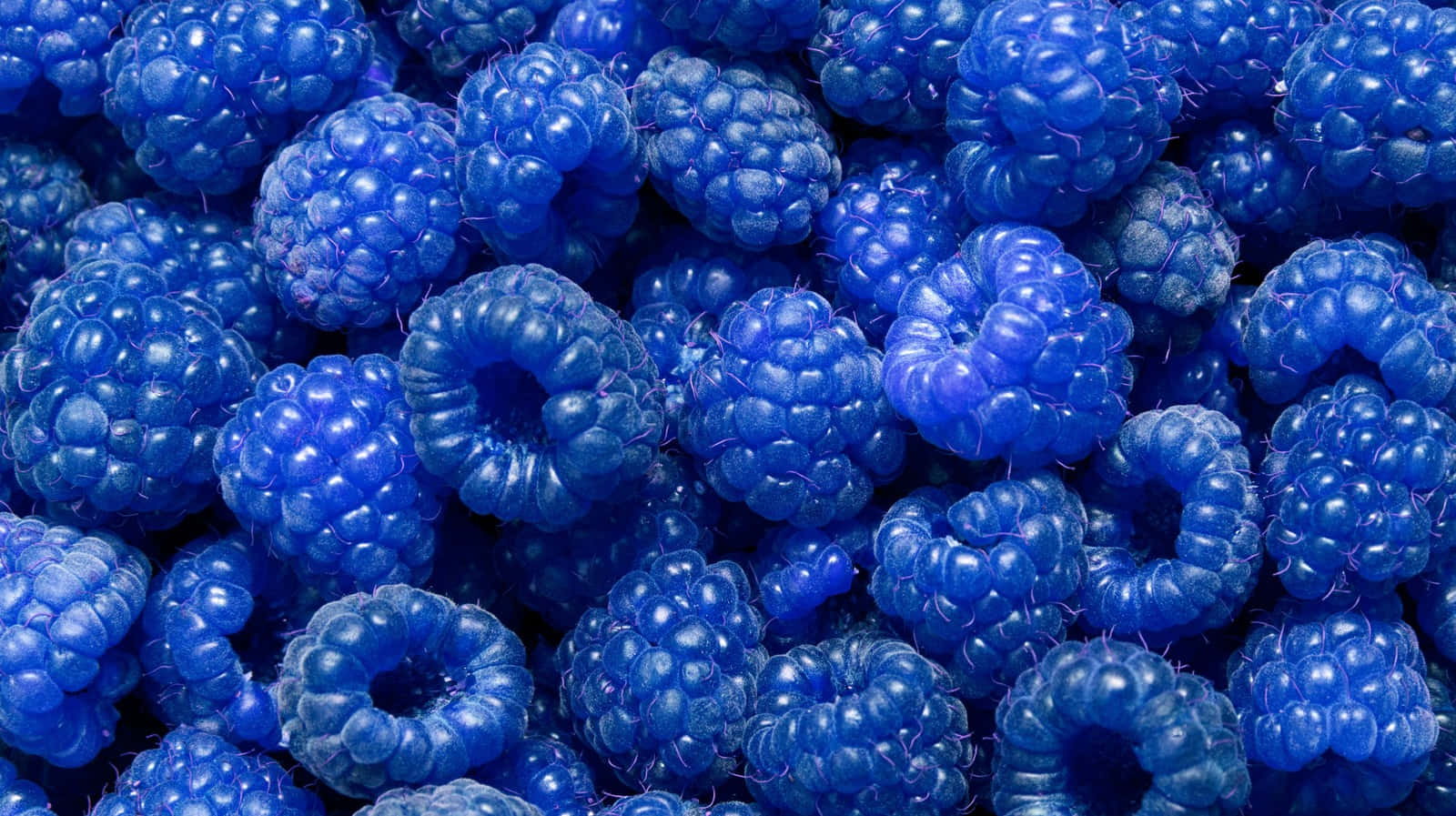 Raspberry 桌布 壁紙 — 鮮豔藍莓的微距特寫，帶有閃爍水滴和紋理表面。