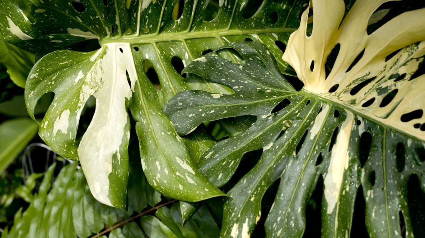 1366x768 桌布 壁紙 — 鮮豔雜色龜背竹葉的特寫，深綠色和奶油黃色圖案，背景為深色樹葉。