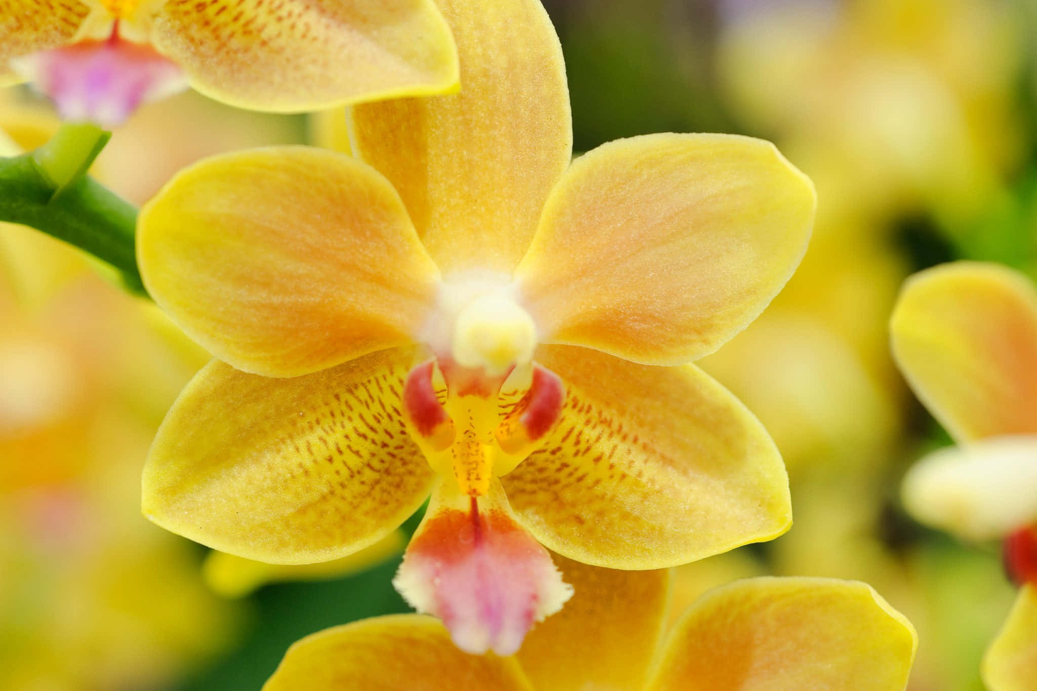Orchid Flower 桌布 壁紙 — 鮮豔黃色蘭花的特寫，帶有精緻的粉紅色和紅色斑點，在模糊的綠色背景下柔和發光。