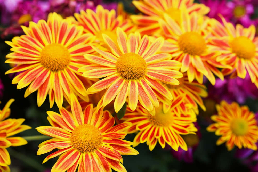 Fall Flowers 桌布 壁紙 — 鮮黃和紅色條紋雛菊密集盛開，背景有柔和的紫色花朵模糊。