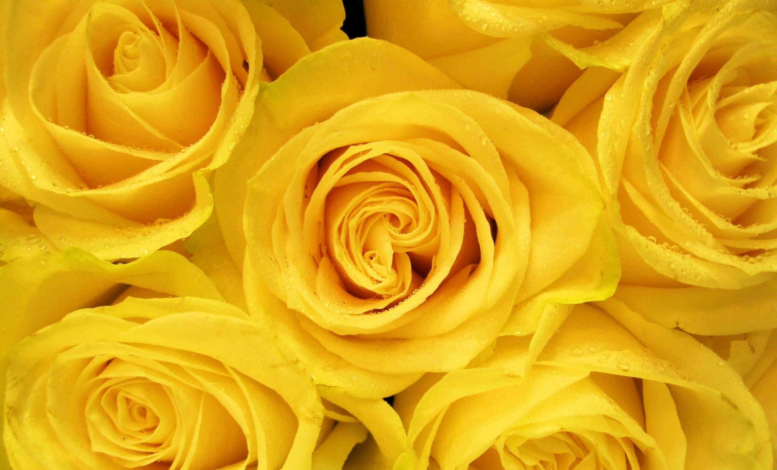 Flowers 桌布 壁紙 — 鮮黃玫瑰的特寫，露珠在柔和自然光下於嬌嫩花瓣上閃爍。