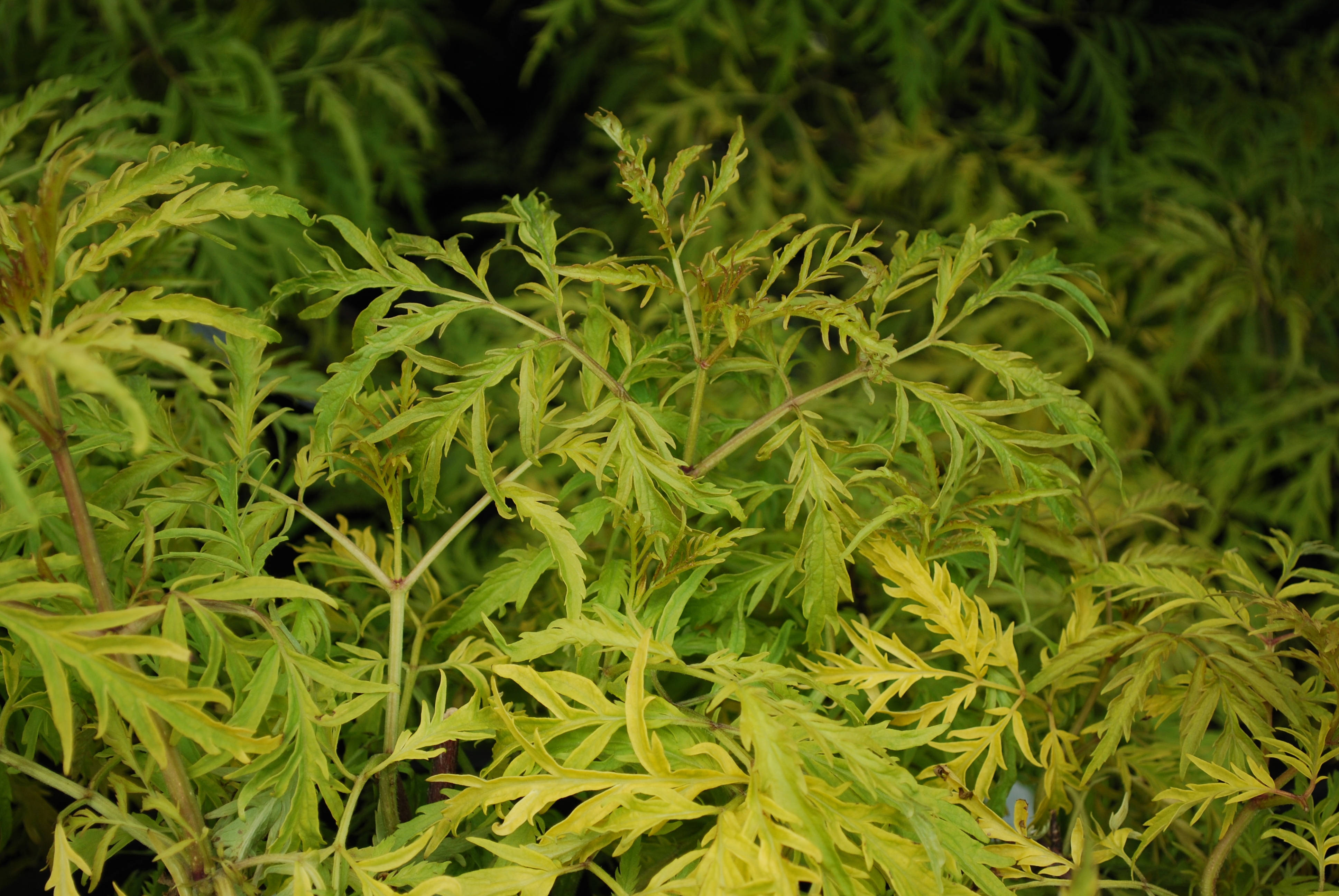 Plant 桌布 壁紙 — 鮮黃綠色葉片特寫，帶有精緻鋸齒狀葉緣，背景為較深綠色模糊效果。