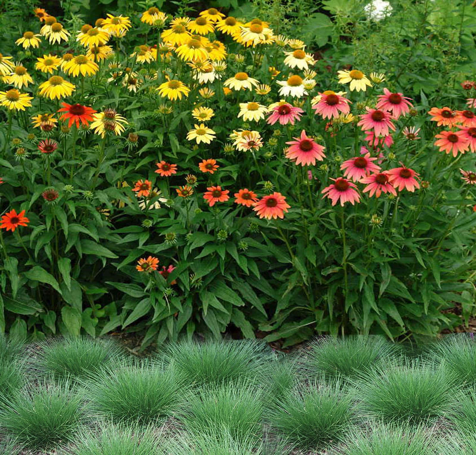Flowers 桌布 壁紙 — 鮮黃色、粉紅色和橙色的金光菊在前景的觀賞草叢中，與茂密的綠色葉片間密集盛開。