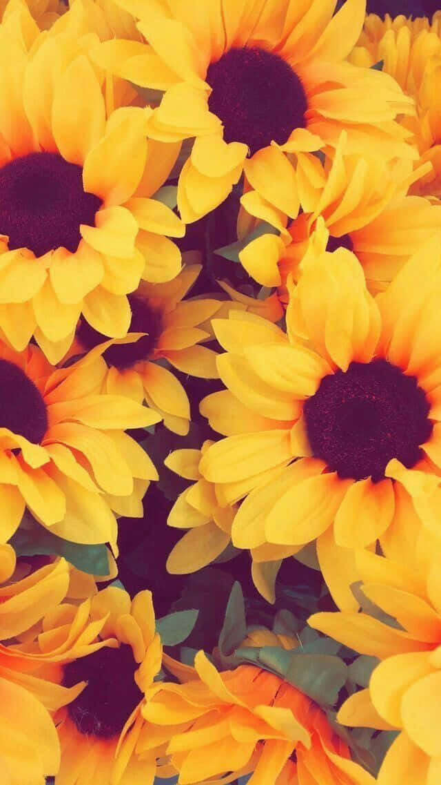 Sunflower Yellow 桌布 壁紙 — 鮮黃色向日葵，深色花心，在溫暖陽光照耀下密集盛開的近距離特寫。