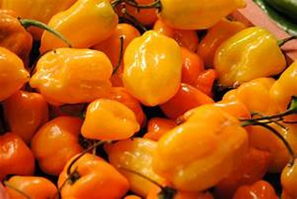 Fruits 桌布 壁紙 — 鮮黃色和橙色光澤的哈瓦那辣椒與綠色莖部堆疊在一起的鮮明特寫。