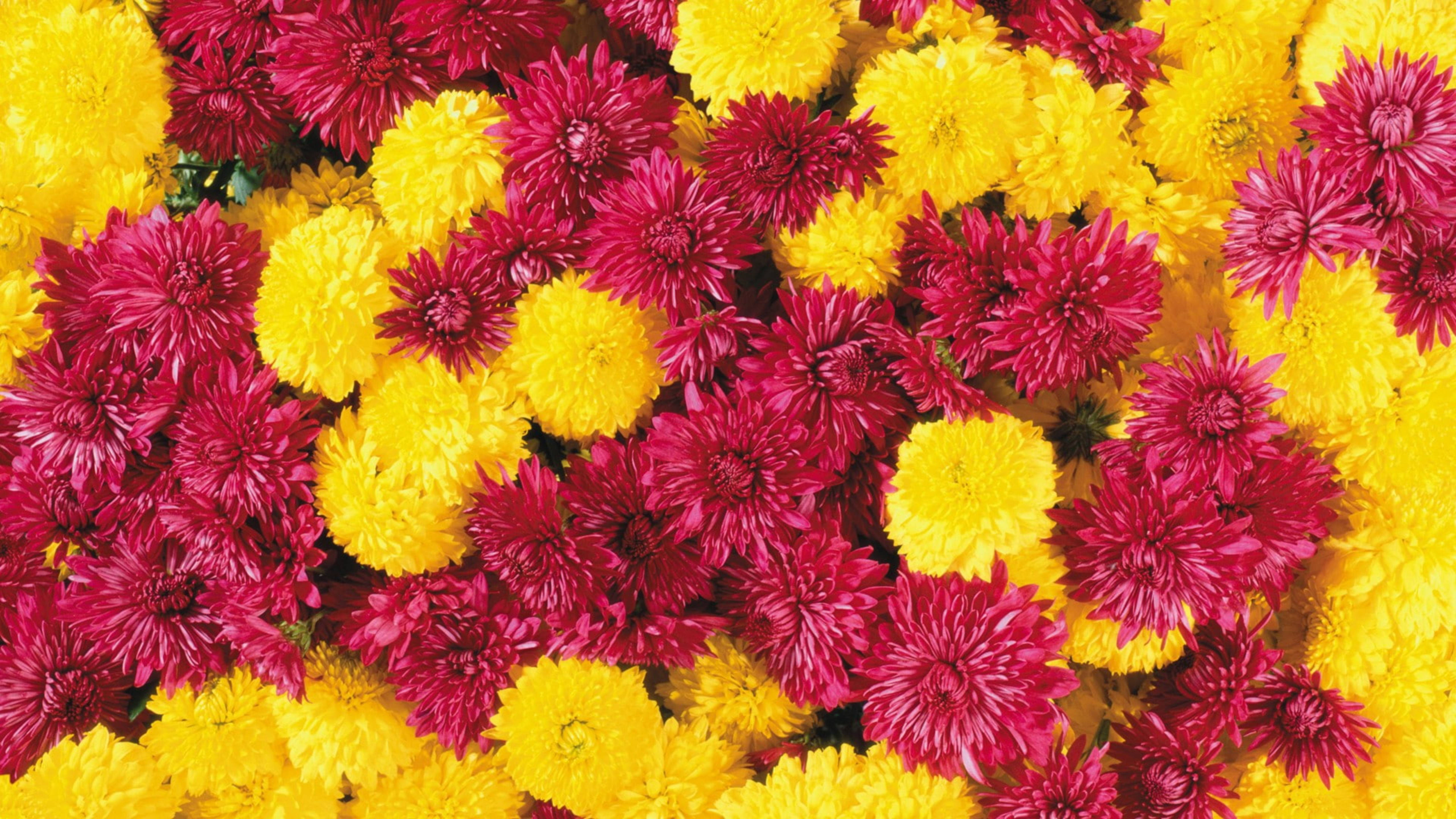 Chrysanthemum 桌布 壁紙 — 鮮黃色和深洋紅色的菊花密集地排列在色彩繽紛的花藝佈置中。