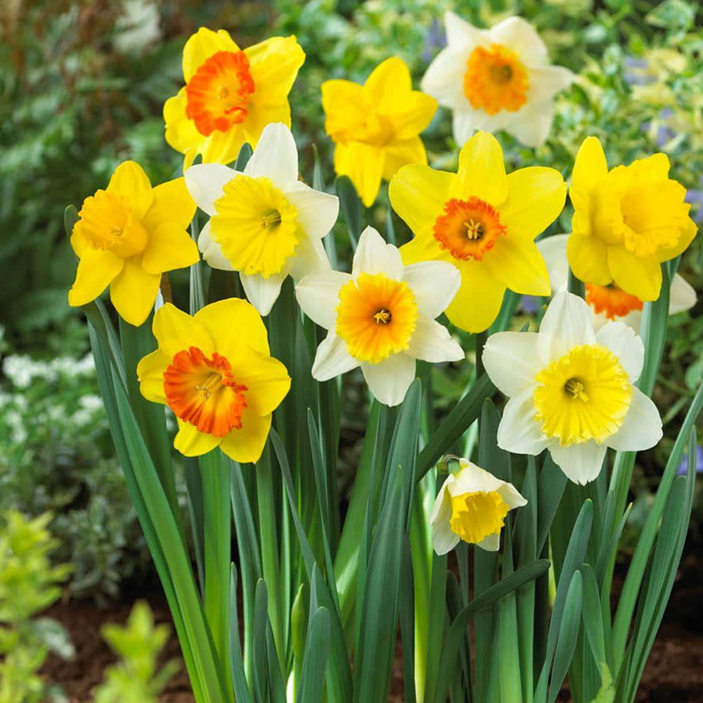 Daffodil 桌布 壁紙 — 鮮黃色和白色的水仙花，帶有火熱的橙色中心，在茂盛的綠色花壇中盛開。