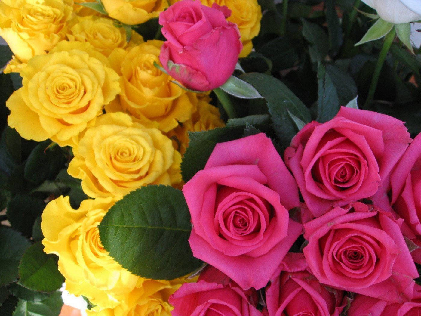 Flowers 桌布 壁紙 — 鮮黃色和粉紅色的玫瑰在深綠色葉子的襯托下，在近距離的花藝佈置中茂盛地綻放。