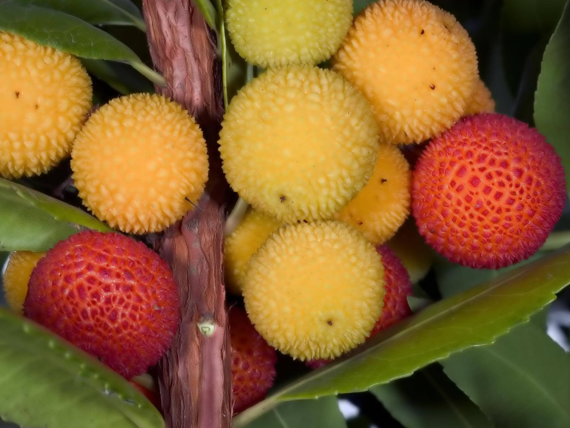 Fruits 桌布 壁紙 — 鮮黃色和紅色紋理漿果的近距離特寫，簇生在樹枝上，搭配茂盛的綠葉。