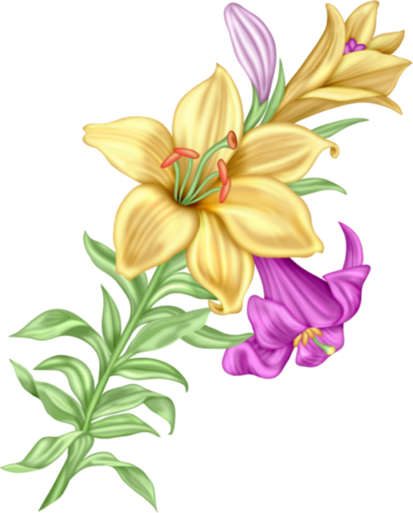 劍蘭 桌布 壁紙 — 鮮黃色和紫色的百合花，襯著綠色莖幹，在純黑背景下優雅綻放。