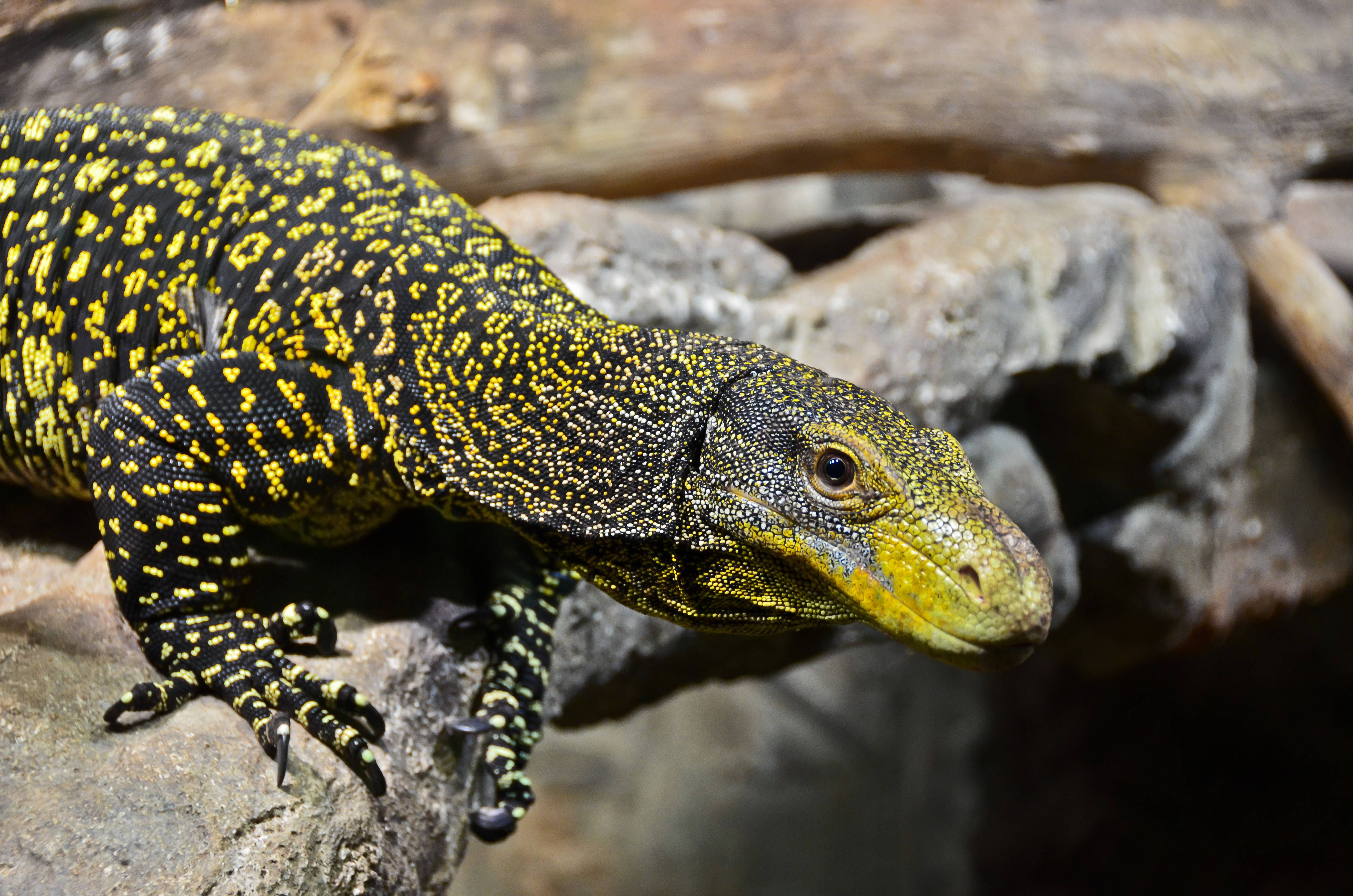 reptile 桌布 壁紙 — 鮮黃色和黑色巨蜥的近距離特寫，棲息在紋理岩石上，背景模糊的自然環境。