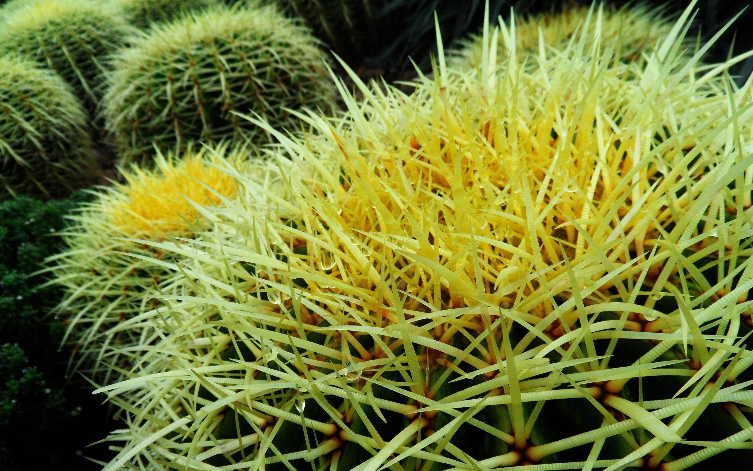 Cactus 桌布 壁紙 — 鮮黃色多刺仙人掌的特寫，帶有在柔和光線下閃閃發光的露珠。