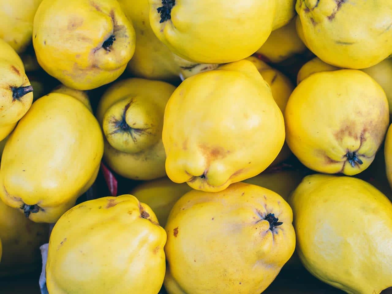 Quince 桌布 壁紙 — 鮮黃色榲桲堆疊在一起的近距離特寫，顯示其紋理表皮和深色莖部。