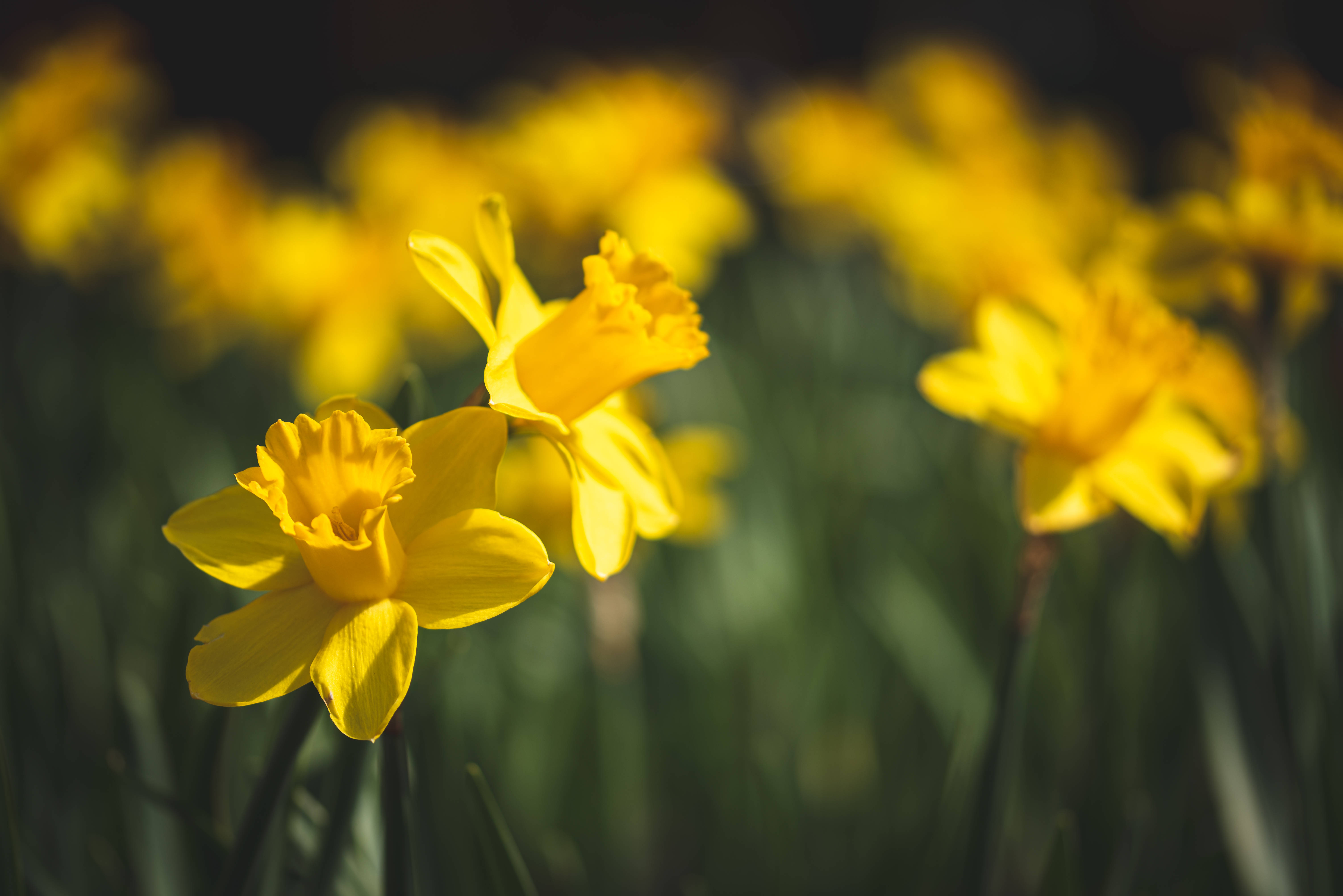 Daffodil 桌布 壁紙 — 鮮黃色水仙花在柔和焦點下盛開，背景為深綠色，沐浴在溫暖陽光中。