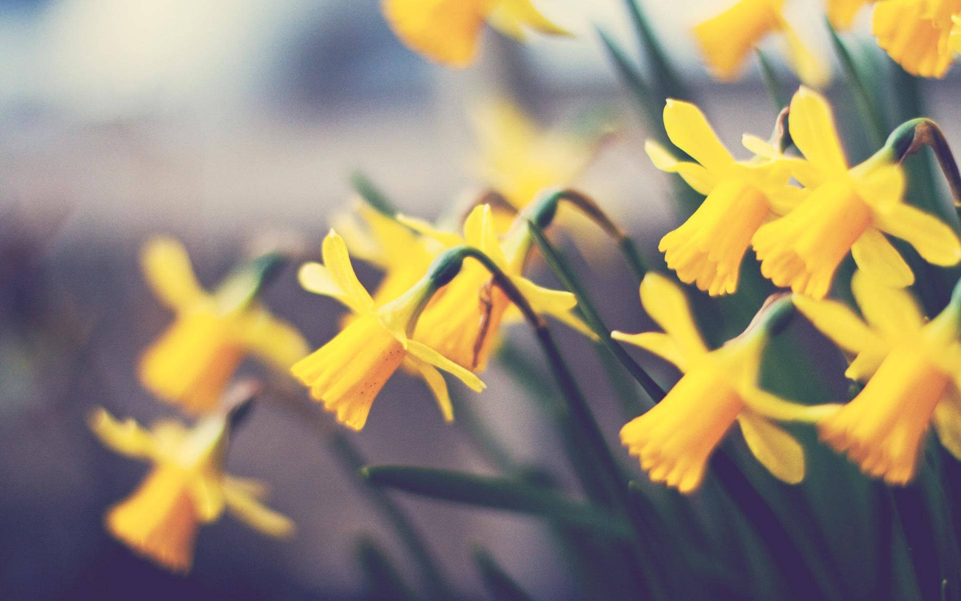 Daffodil 桌布 壁紙 — 鮮黃色水仙花在柔和焦點下盛開，背景是模糊的花園，溫暖的陽光穿透而過。