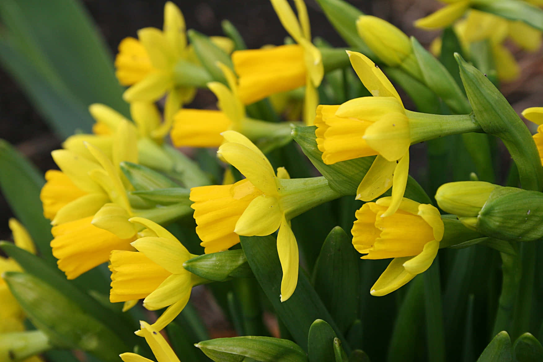 Daffodil 桌布 壁紙 — 鮮黃色水仙花在茂密的綠色莖葉間盛開的花園特寫鏡頭。