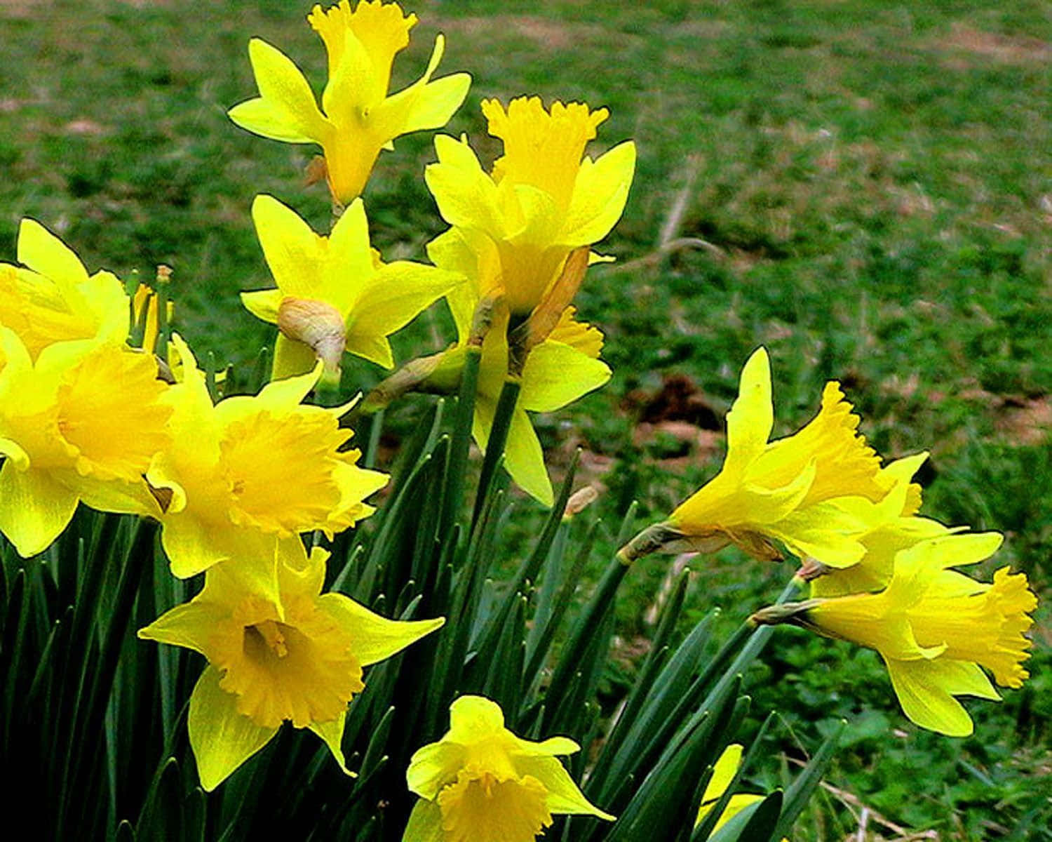 Daffodil 桌布 壁紙 — 鮮黃色水仙花在茂盛綠野中盛開，沐浴在明亮日光下。