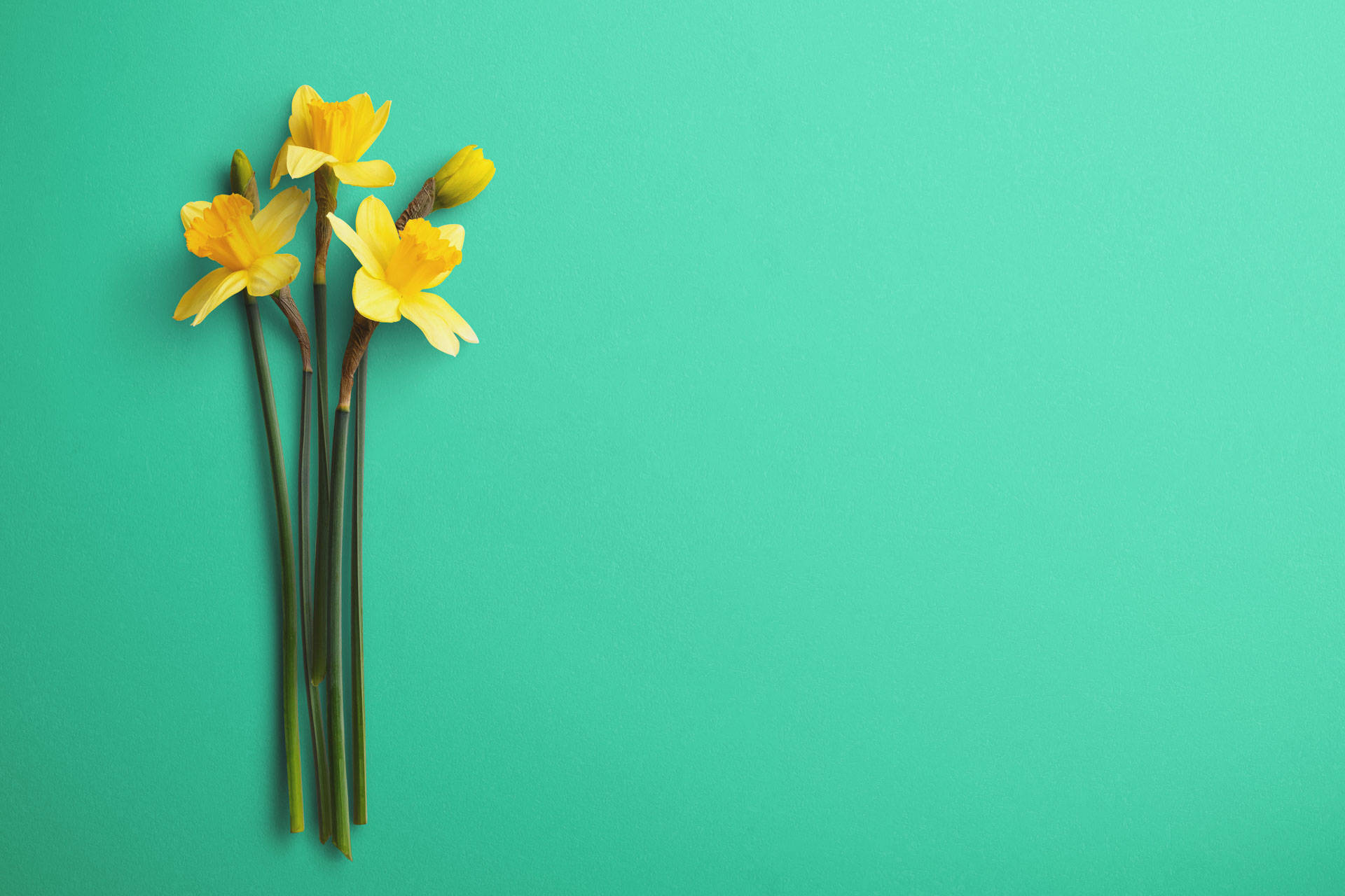 Minimalist Flower Computer 桌布 壁紙 — 鮮黃色水仙花搭配綠色莖幹，排列在純青色背景上，形成極簡主義的平鋪構圖。