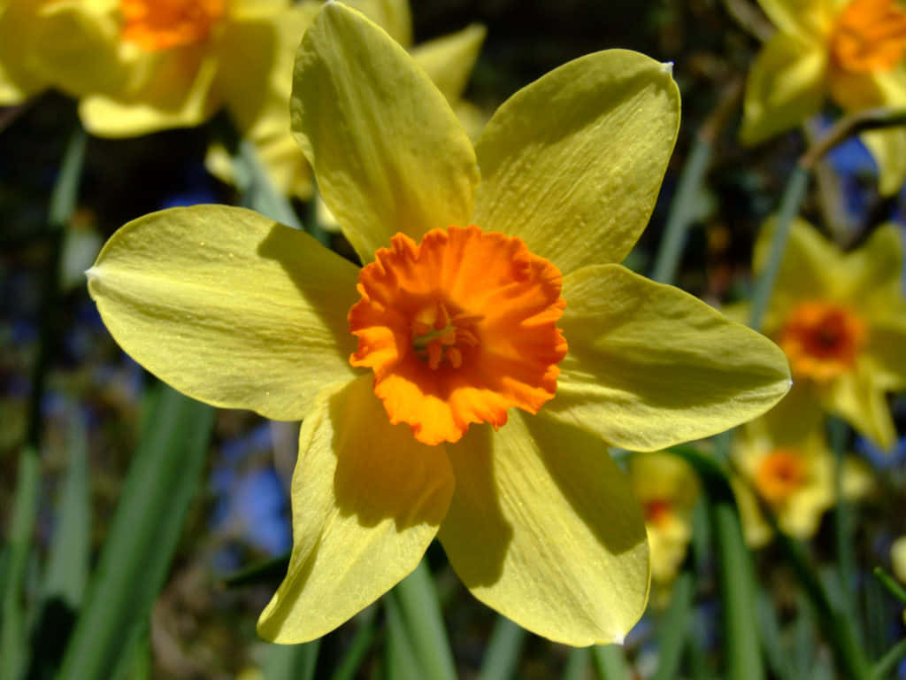 Daffodil 桌布 壁紙 — 鮮黃色水仙花的特寫，帶有明亮的橙色喇叭中心，在陽光下閃耀。
