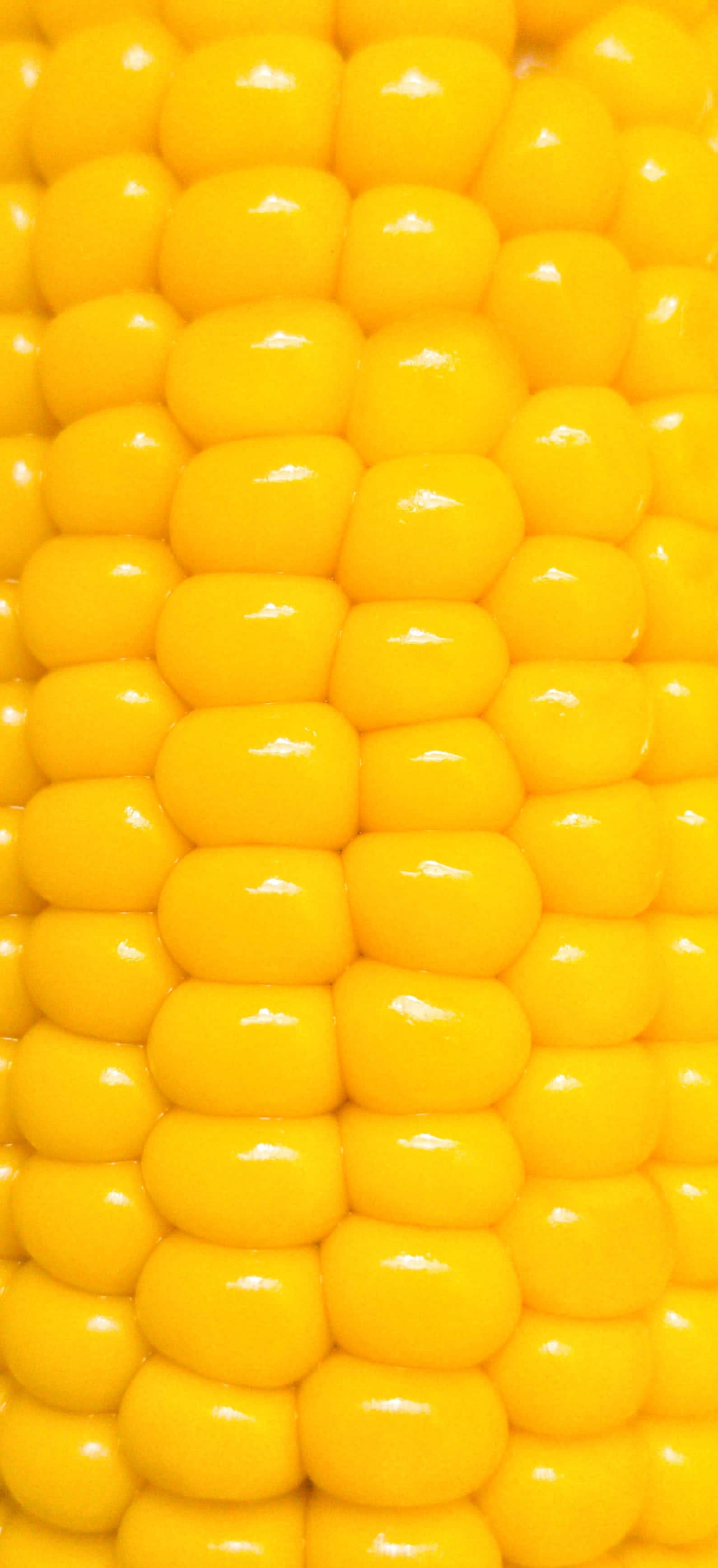 Yellow Corn 桌布 壁紙 — 鮮黃色玉米粒在明亮光線下閃爍水分的特寫。