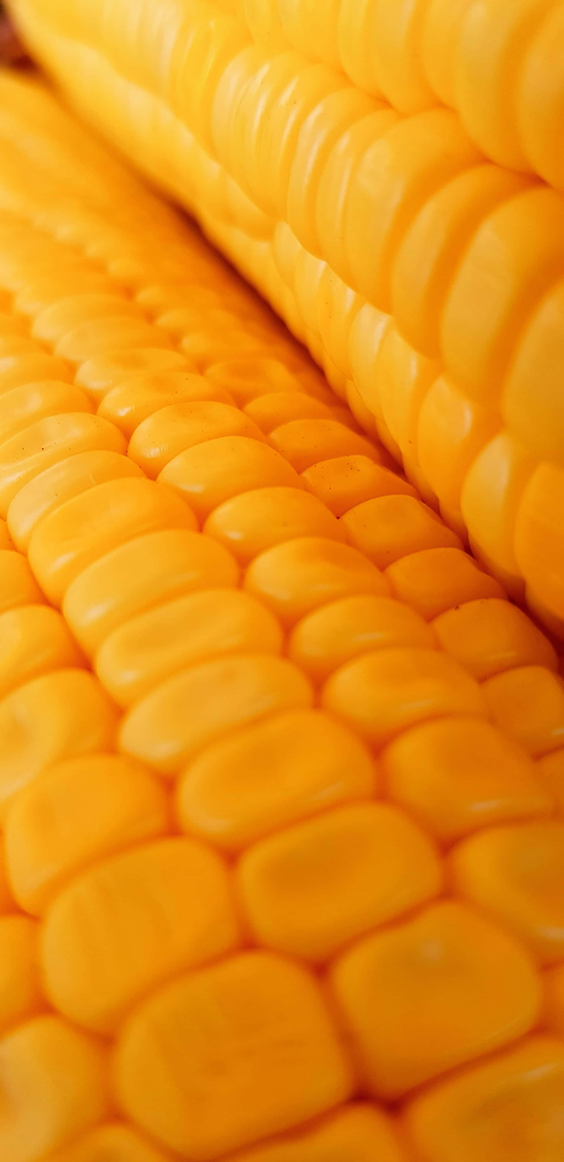 Yellow Corn 桌布 壁紙 — 鮮黃色玉米粒的特寫，帶有光澤質感和淺景深。