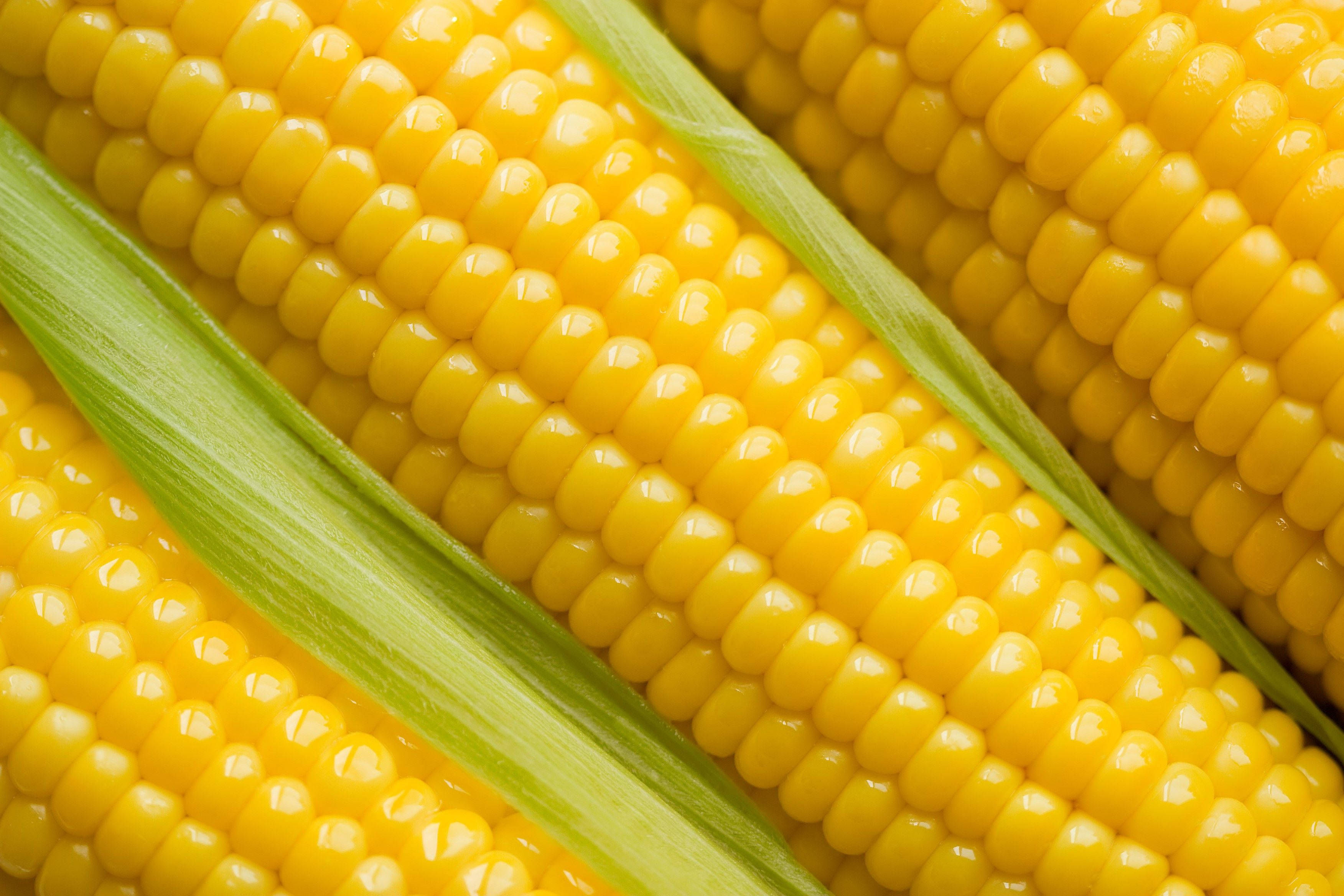 Corn 桌布 壁紙 — 鮮黃色玉米粒的特寫，綠色外殼露出多汁的甜味。