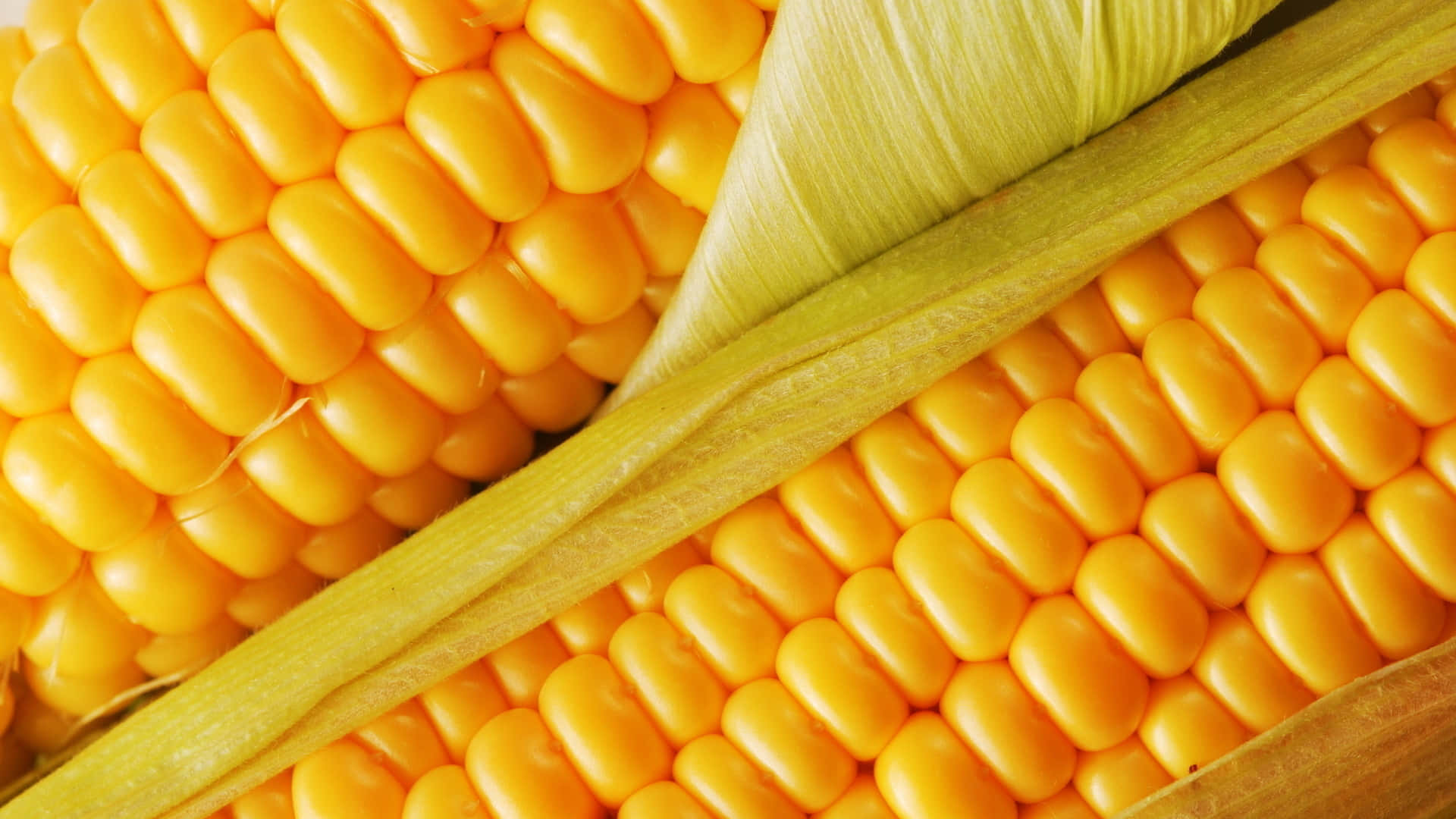Corn 桌布 壁紙 — 鮮黃色玉米粒的特寫，綠色外皮部分剝開，露出多汁的玉米行。