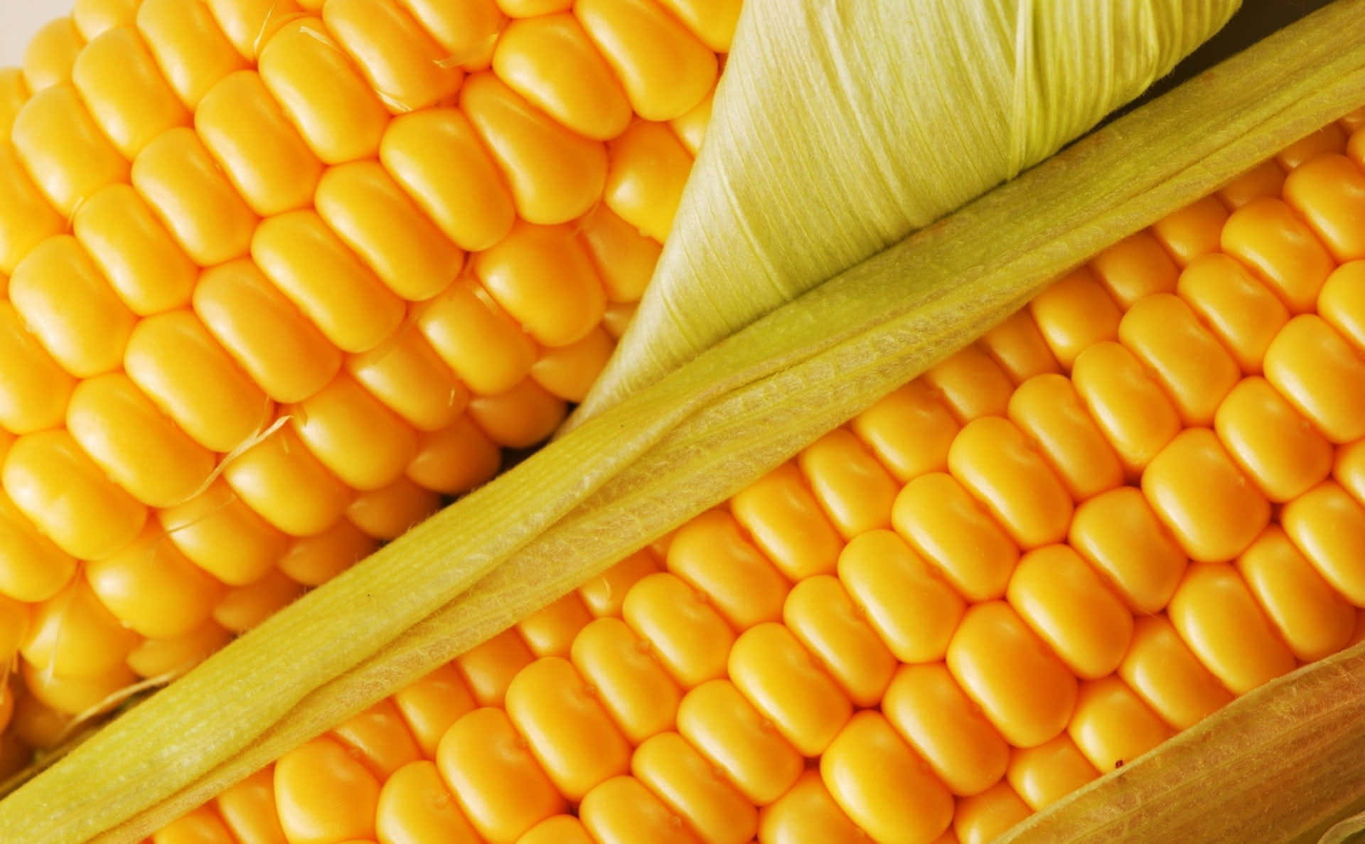 Yellow Corn 桌布 壁紙 — 鮮黃色玉米粒緊貼在淡綠色玉米皮中的特寫，紋理細緻。