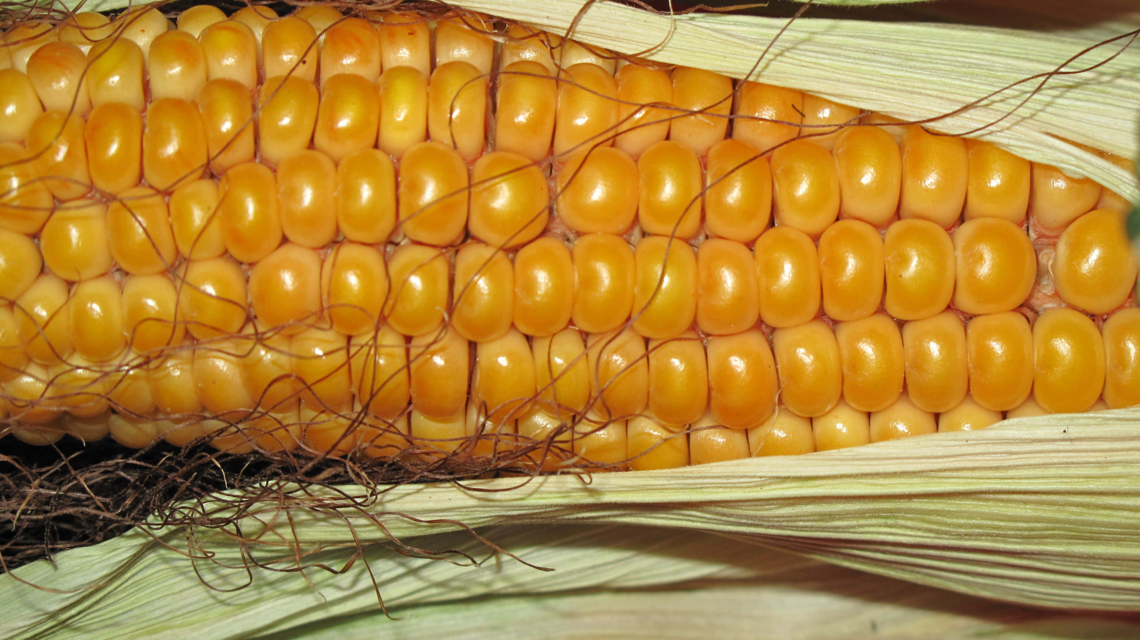 Corn 桌布 壁紙 — 鮮黃色玉米芯的特寫，帶有光澤的玉米粒和乾燥的玉米鬚。