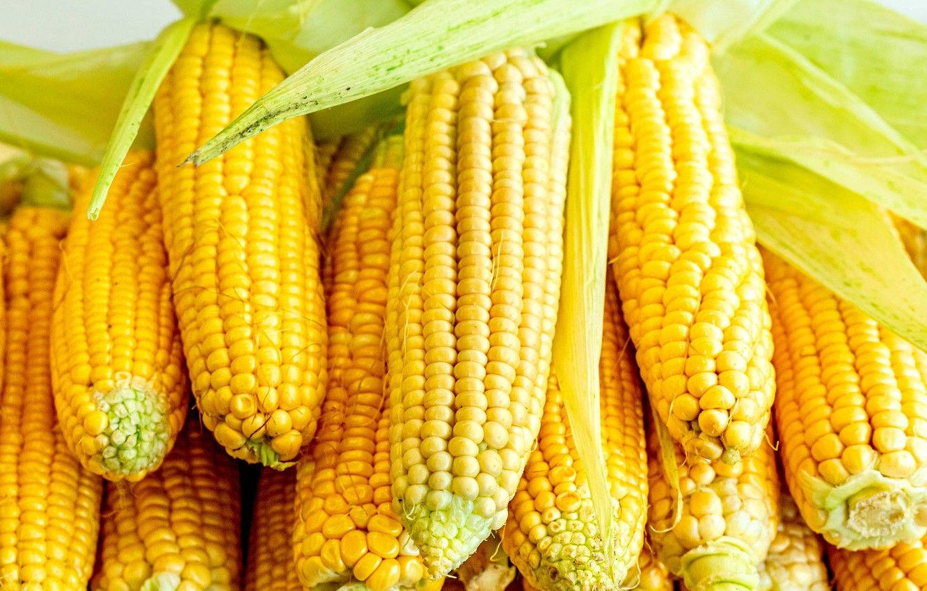 Fruits And Vegetables 桌布 壁紙 — 鮮黃色玉米芯的特寫，帶有綠色外殼，在明亮日光下顯露出飽滿的玉米粒。