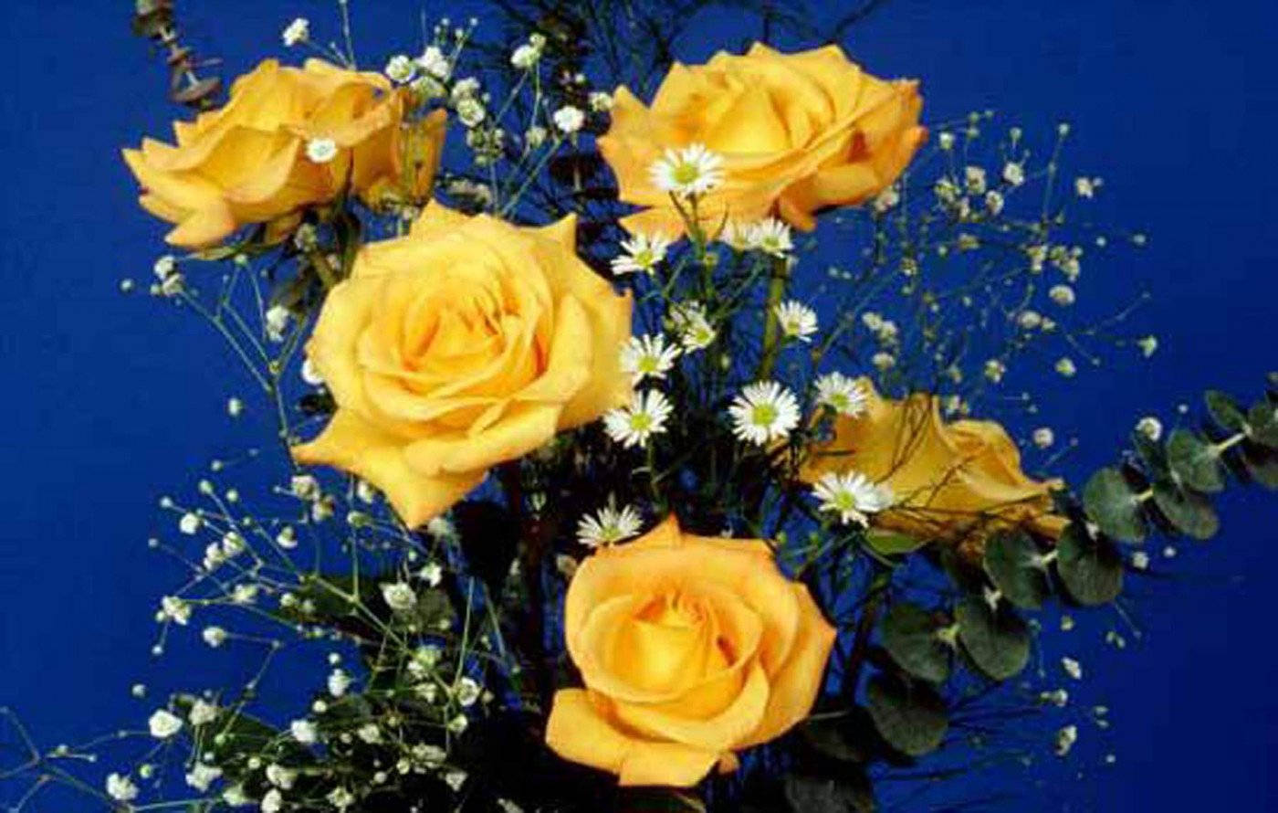 Roses 桌布 壁紙 — 鮮黃色玫瑰和白色雛菊在深藍色背景上排列成茂盛的花束。