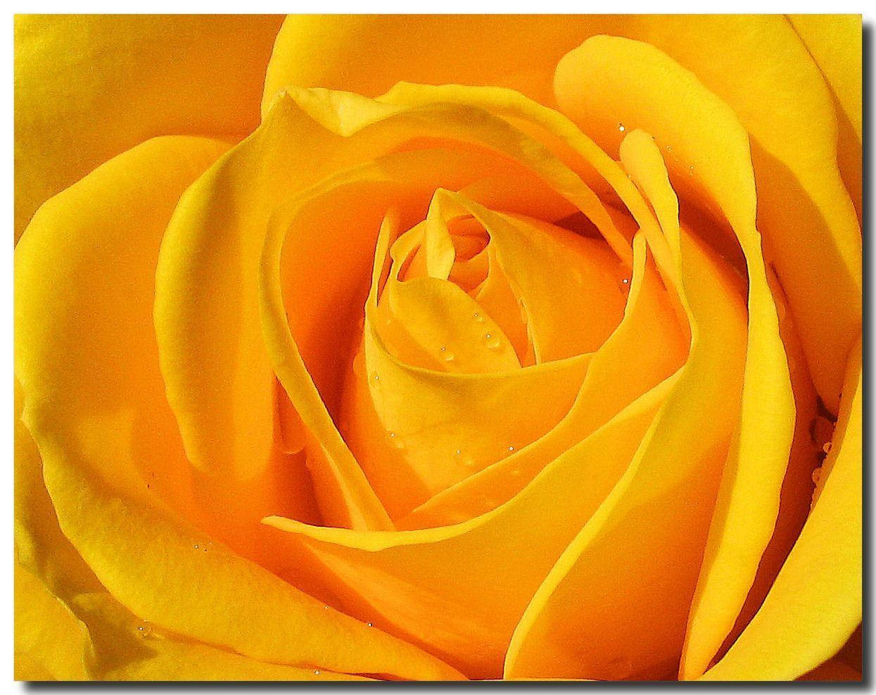 Rose Flower 桌布 壁紙 — 鮮黃色玫瑰的特寫，層層花瓣上的露珠閃閃發光。