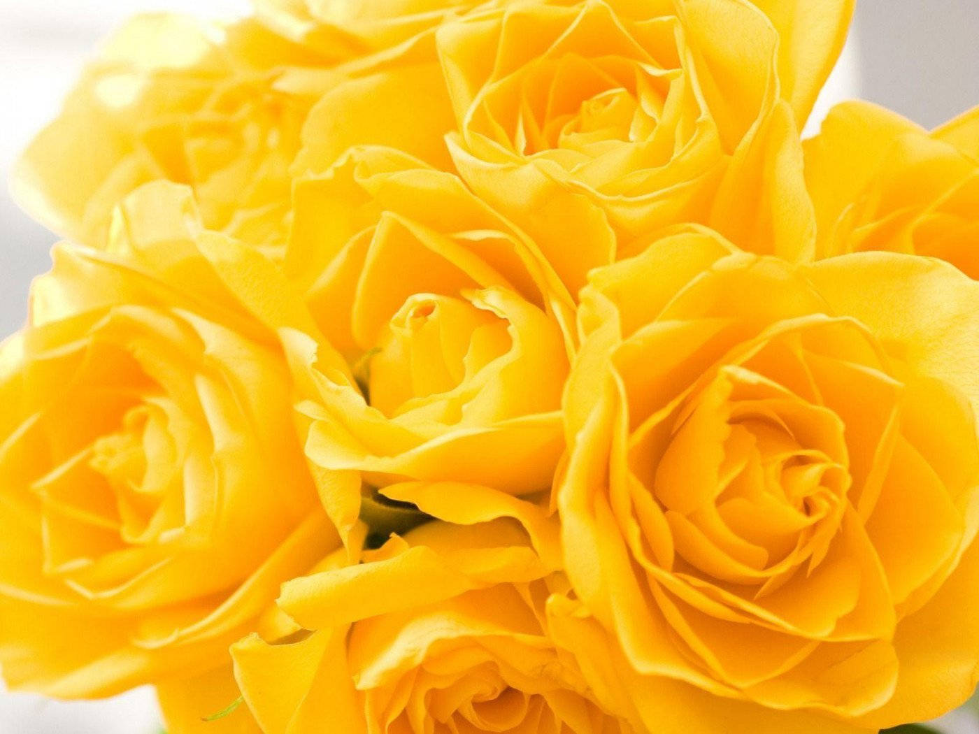 Roses 桌布 壁紙 — 鮮黃色玫瑰的特寫，柔軟的花瓣和柔和的光線突顯其精緻的曲線。